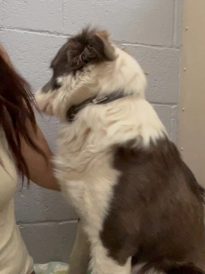 Do you know me? Male boards collie mix. Not fixed found in the Upper Ranchitos, very sweet but very scared. No microchip collar no tags? If this is your dog, please contact us!!