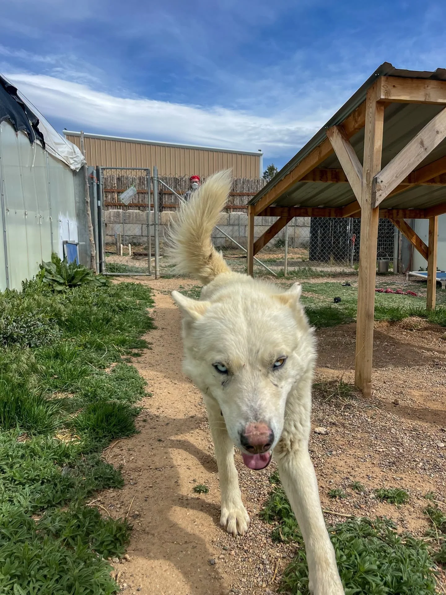Meet Zeus 💙
Found over on Salazar by a community member and one of our staff, with cuts on his face and unsure of the world around him.
He didn&rsquo;t know who to trust&hellip; or what would happen next.
But look at him now.
Soft. Gentle. Full of l