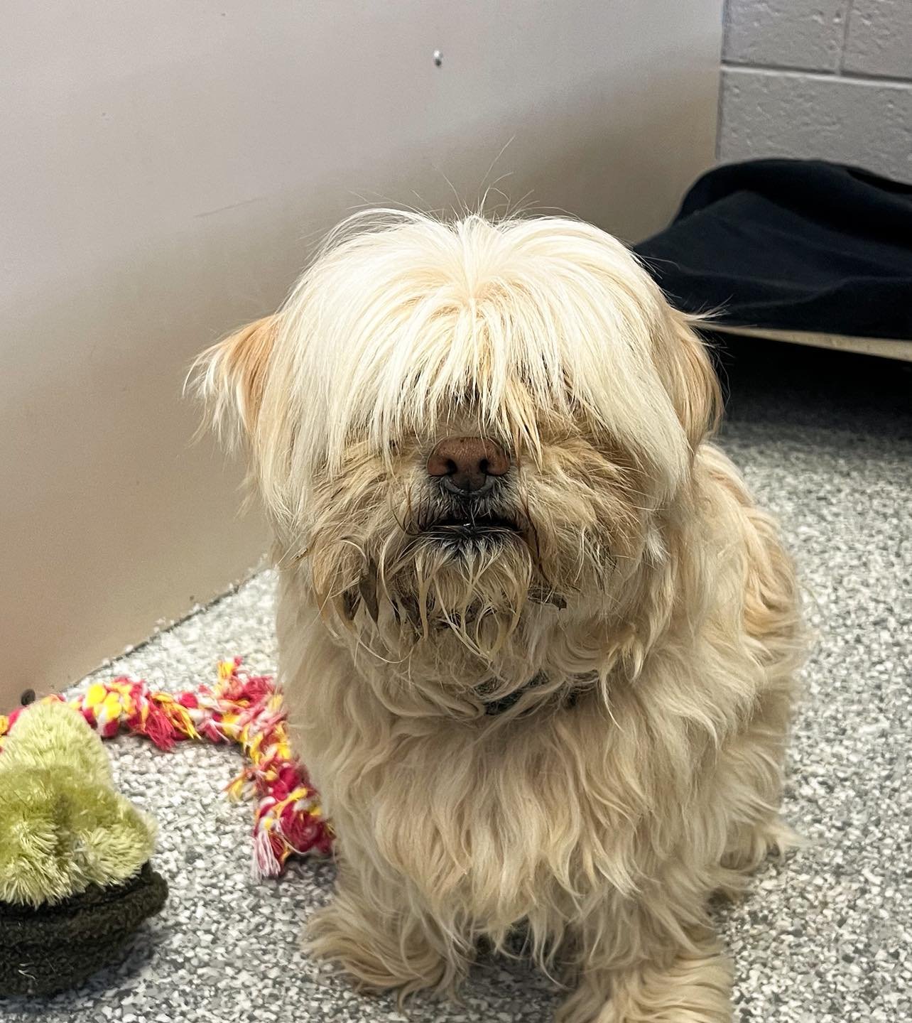DO YOU KNOW ME? ❤️&zwj;🩹🐾

Beautiful white/blonde Shih-Tzu, female, appears to be around 10-12 years old. Was found running loose this Monday morning in Sunshine Valley. No obvious spay scar, but may be fixed. No microchip. Wearing a plain black co