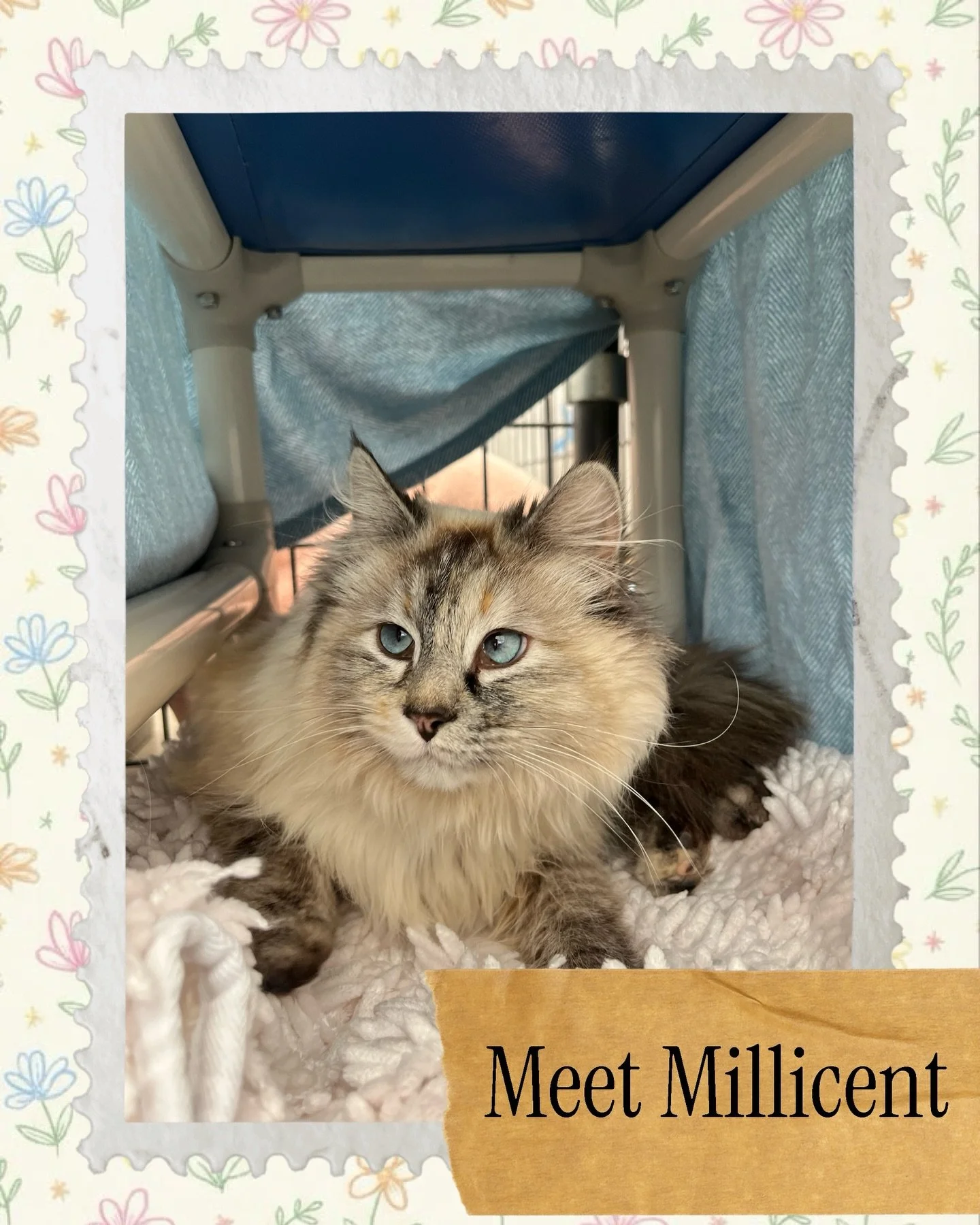 Meet Millicent 💙
This sweet girl is as affectionate as they come, always ready for pets, cuddles, and a warm lap. With her beautiful coloring and those big, striking blue eyes, she&rsquo;s impossible to resist. Come meet Millicent and see just how s