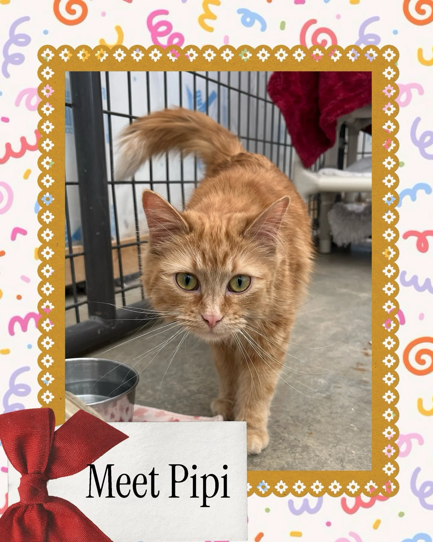 Meet Pipi 🧡
This beautiful long-haired orange girl is ready to find her forever home. With her soft, flowing coat and gentle spirit, Pipi is as stunning as she is sweet. She&rsquo;s just waiting for someone to give her the love she deserves&mdash;co