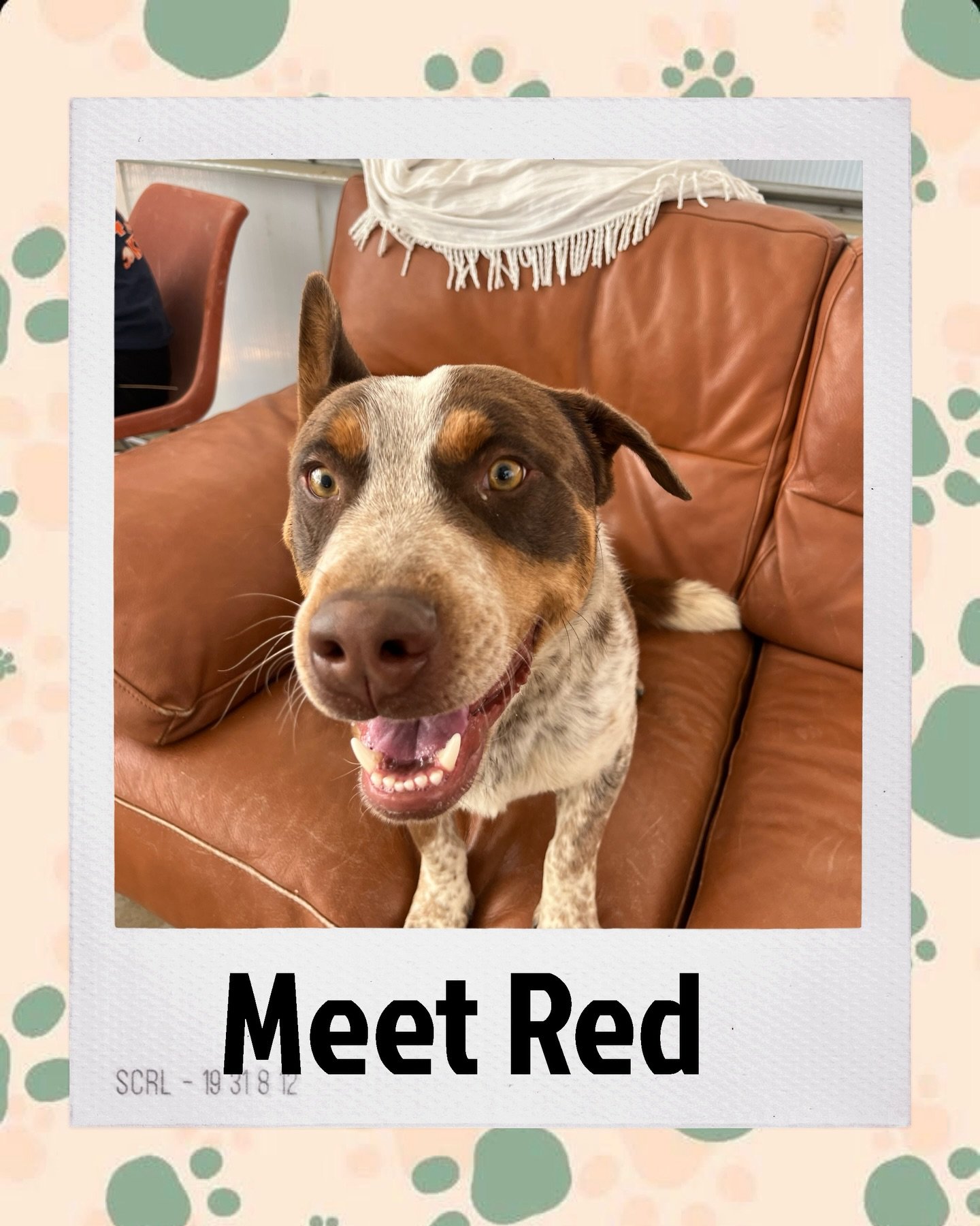Meet Red ❤️
This sweet cattle dog is the biggest lover you&rsquo;ll ever meet. He&rsquo;s been here far too long and is more than ready for a home of his own. Red just wants to cuddle, go for runs, and be your oversized lap dog. Come meet him and giv