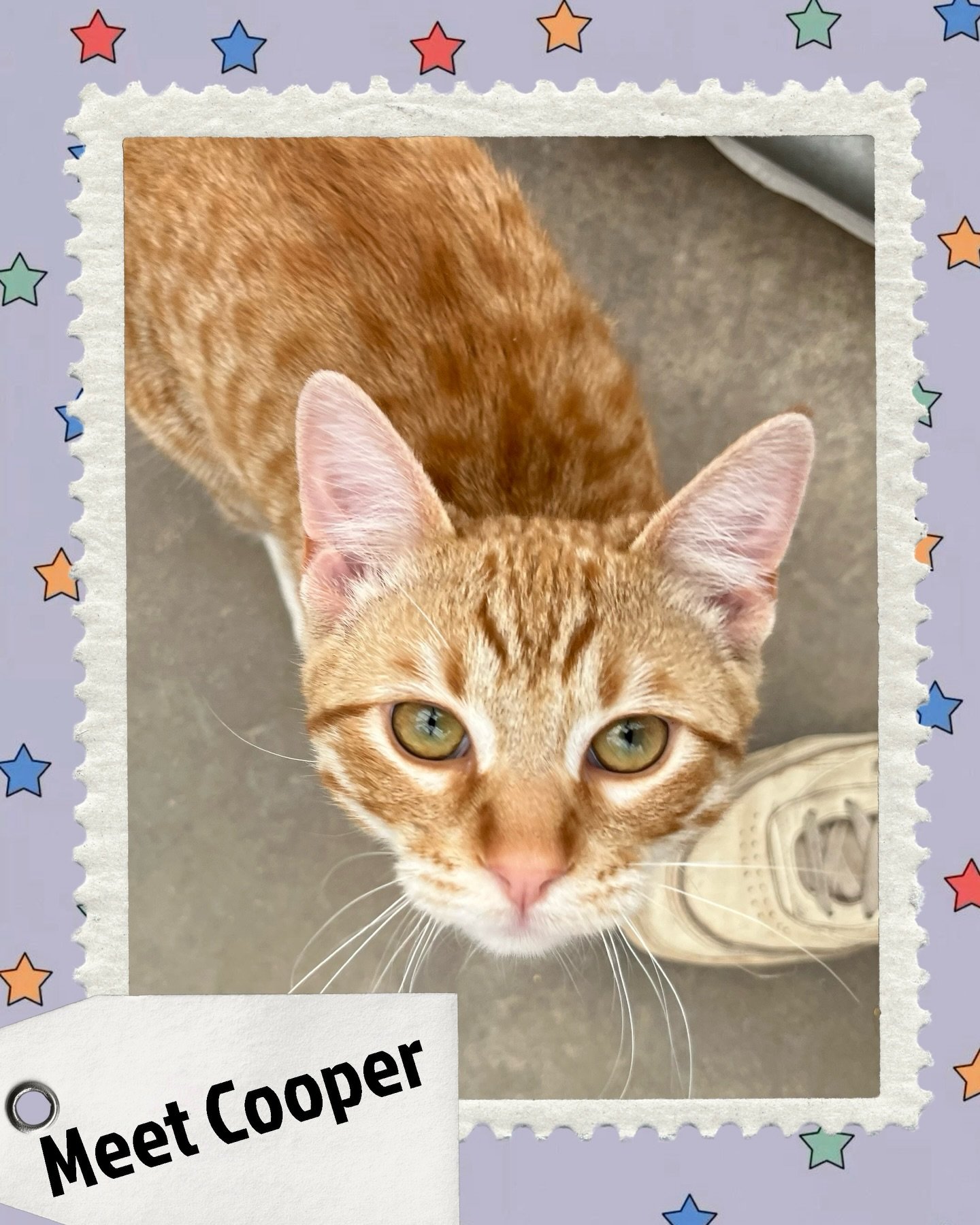 Meet Cooper 🐾

This playful little kitty is full of energy, curiosity, and charm! Whether he&rsquo;s chasing toys, exploring every corner, or curling up after a long day of fun, Cooper is ready to bring joy and laughter into a loving home.

He&rsquo