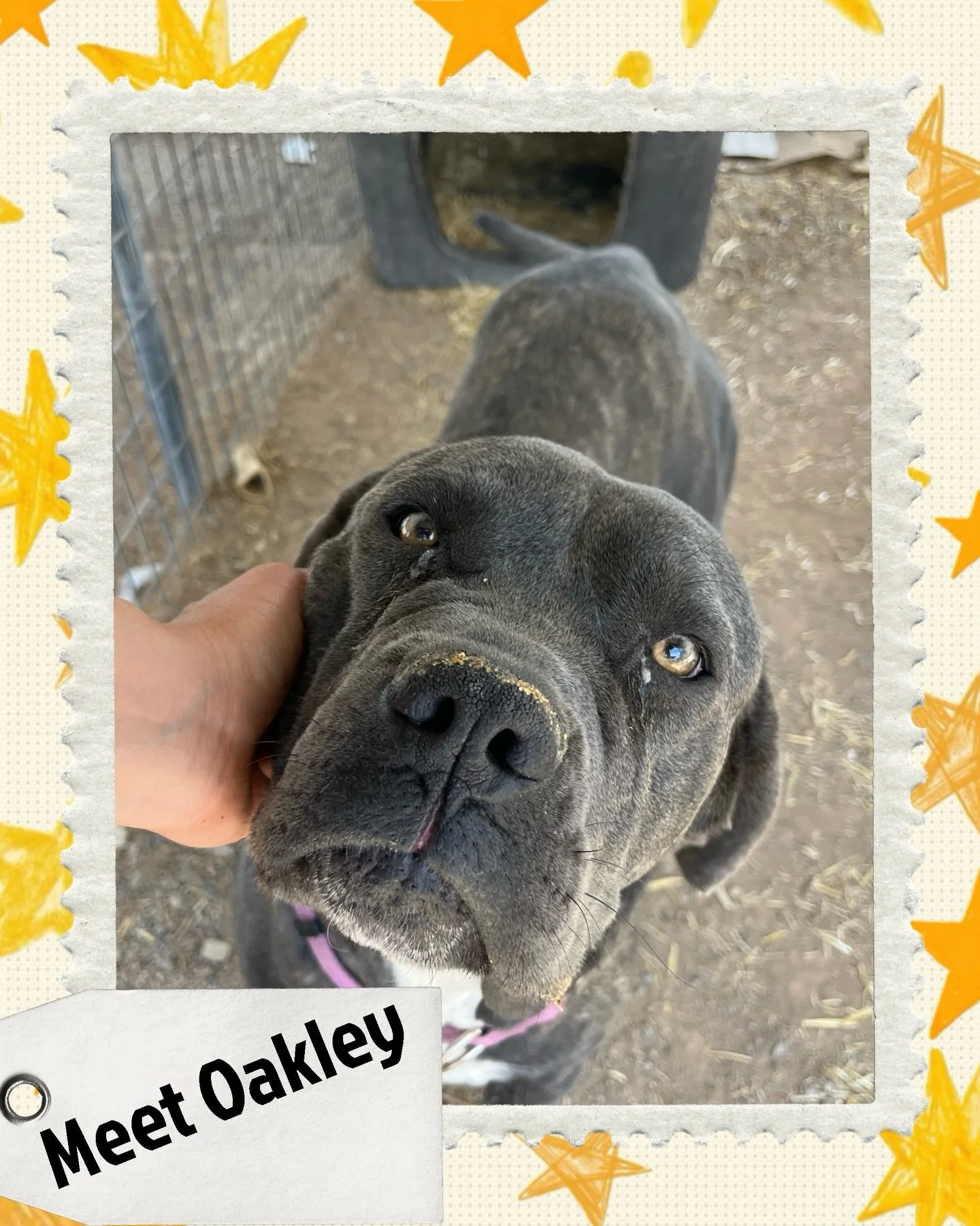 Meet Oakley 🐾

This gentle giant is as sweet as they come. Oakley is a loving, kind-hearted girl who just wants to be close to her people and soak up all the affection she&rsquo;s been missing. She&rsquo;s never had a true loving home&mdash;but she&