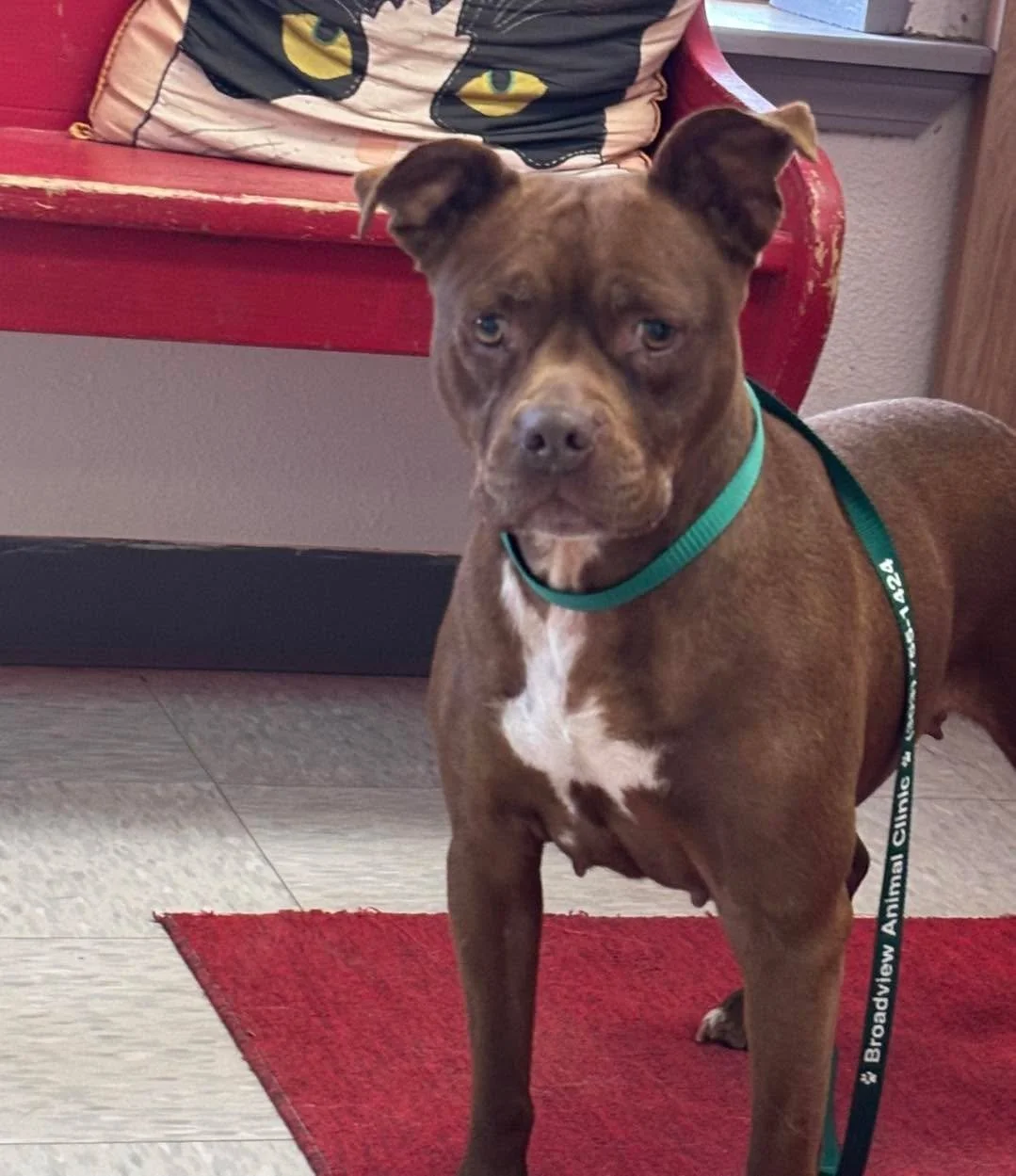 DO YOU KNOW ME? ❤️&zwj;🩹

Cinnamon colored intact female pittie mix, guessed to be around 6 years old, found by the gravel pit by the old blinking light on Saturday, April 25th. No collar, no ID, no microchip. Very fearful, hesitant to approach peop