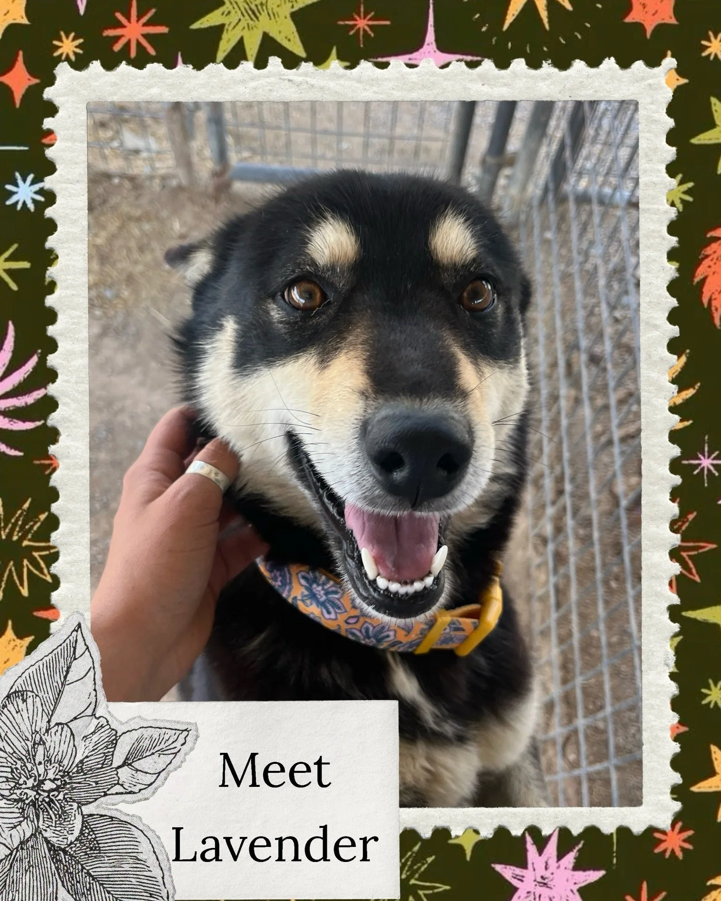 Meet Lavender 💜

The sweetest girl you&rsquo;ll ever meet. Lavender has a way of melting right into you, with soft eyes that seem to say &ldquo;I love you&rdquo; without a single word. She&rsquo;s gentle, affectionate, and just wants to be close to 