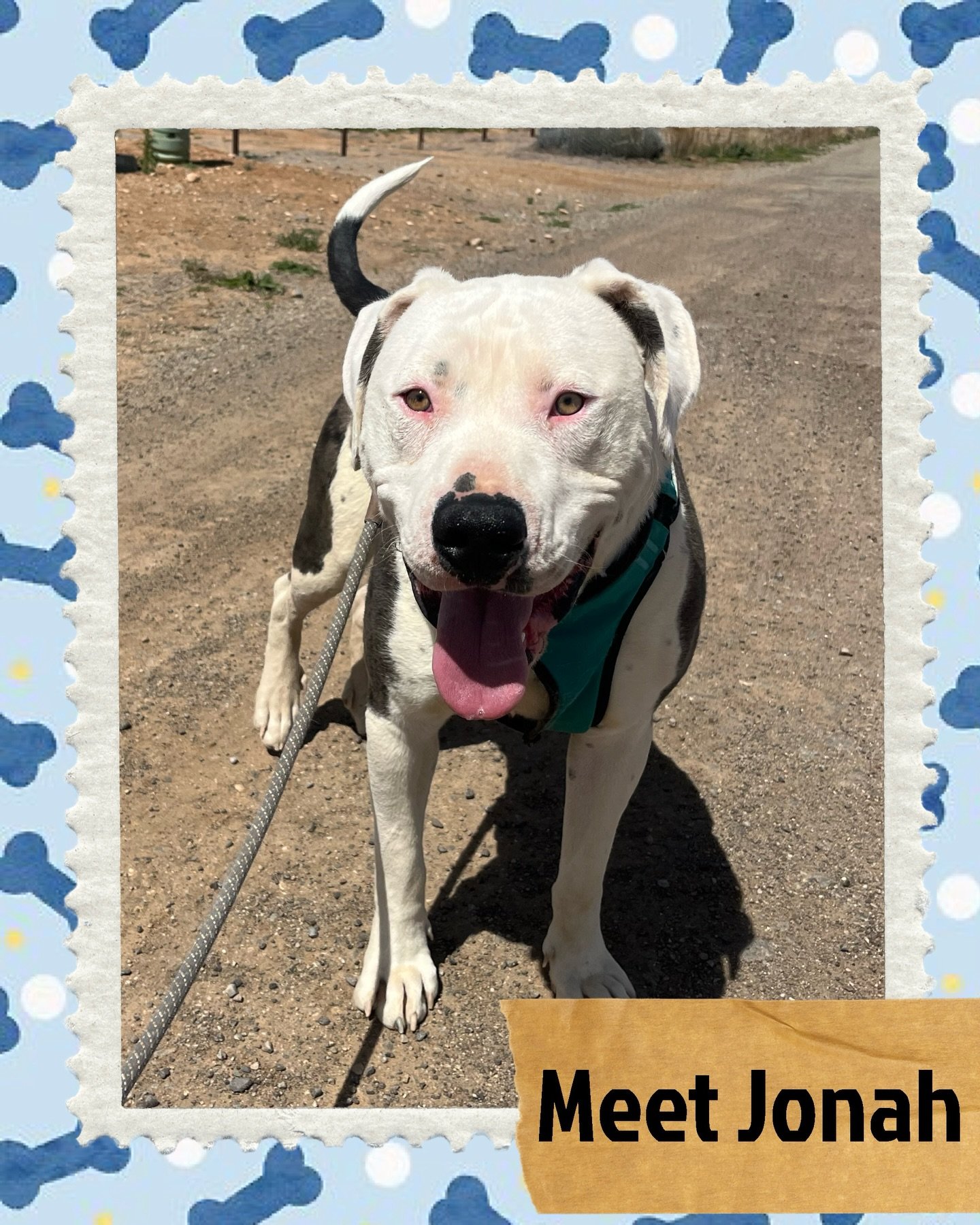 Meet Jonah 🤍

This goofy, lovable guy is full of energy and full of heart. He&rsquo;s great on leash, good with kids, and always ready to play&mdash;but when the fun is over, he&rsquo;s just as happy soaking up cuddles and pets. Jonah already knows 