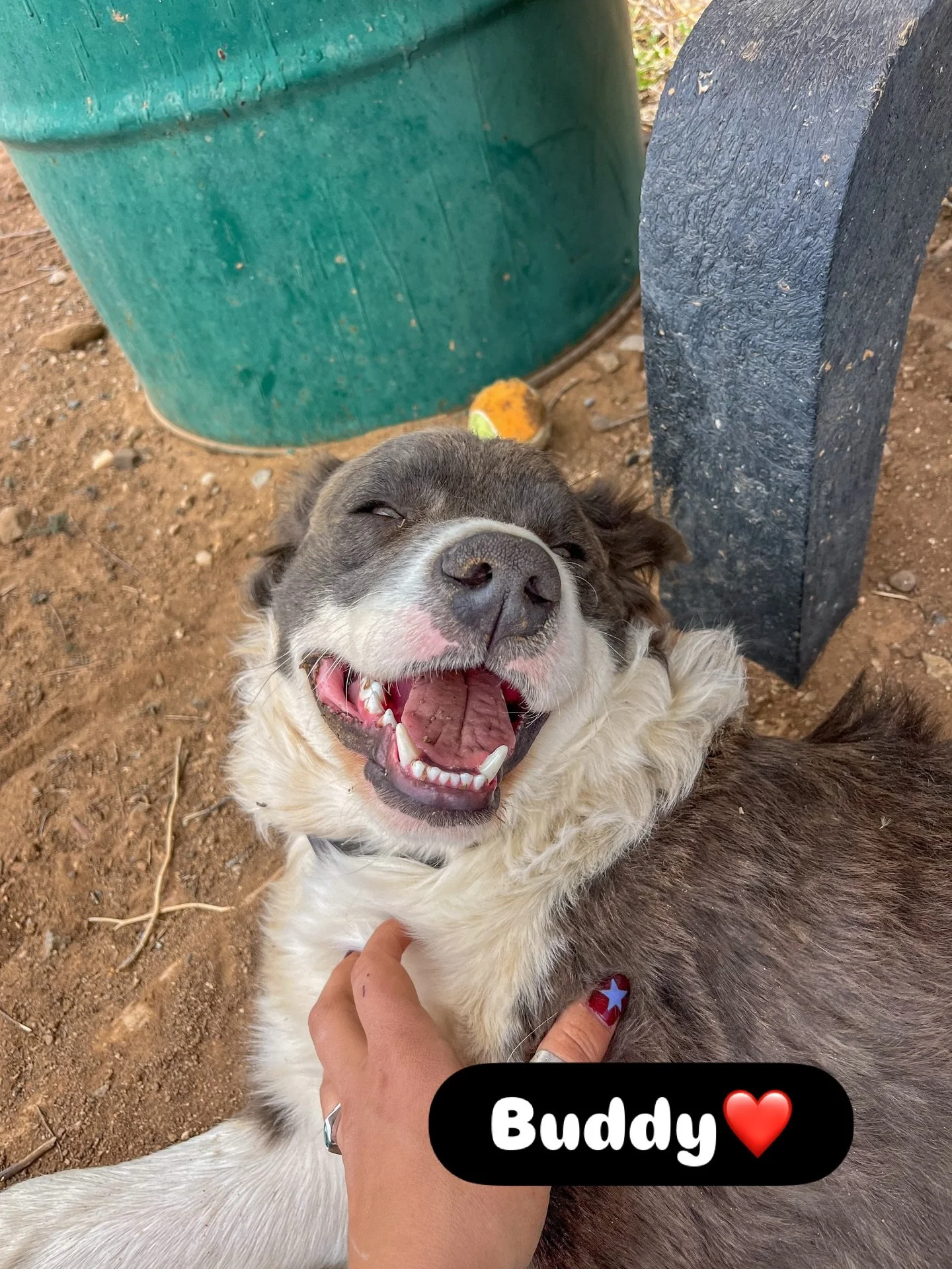 Come meet these sweet pups on the lawn in front of Artemesia, Mud N Flood, and Lake Object 🐶✨

Join us from 3&ndash;7 PM for a fun adoption event&mdash;hang out, meet adorable dogs, and maybe find your new best friend!

We&rsquo;ll also have informa