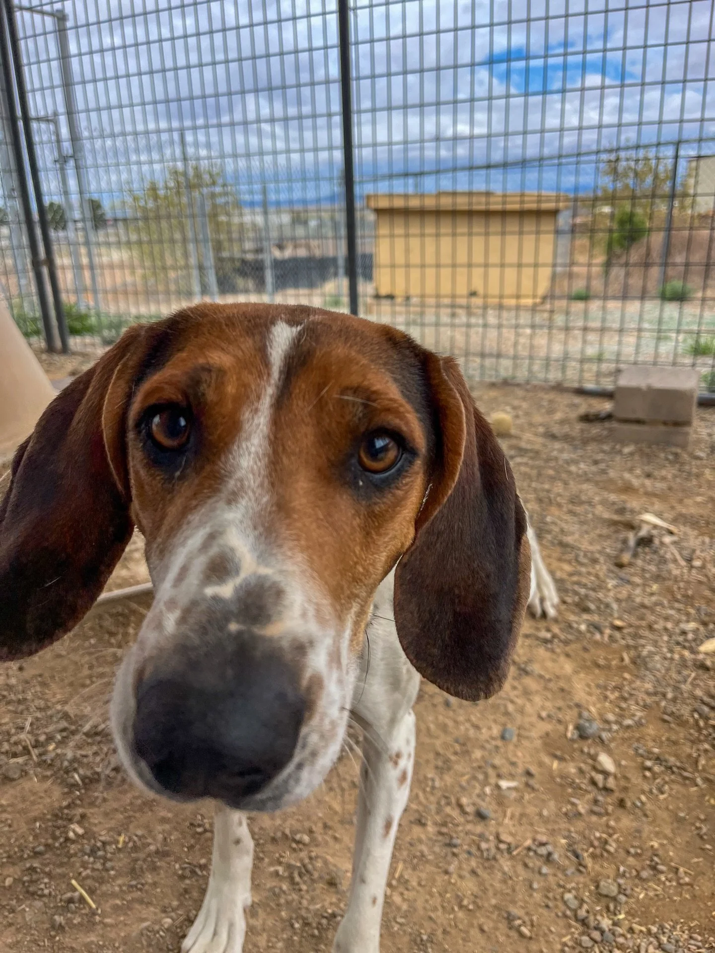 Meet Faye  Legend has it, Faye once followed a scent trail so seriously that she forgot what she was doing halfway through&hellip; but committed anyway. Because quitting? Not her brand.

She&rsquo;s got those classic hound ears&mdash;perfect for flap