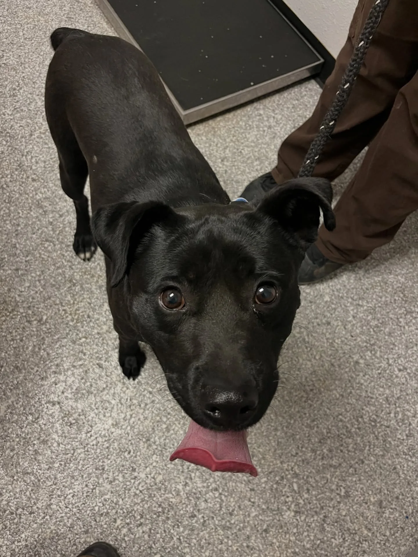 Meet Chewy 💔

Chewy&rsquo;s world changed overnight. His person&mdash;his whole world&mdash;sadly passed away, and now he&rsquo;s found himself in a place that feels unfamiliar, confusing, and a little scary. No familiar voice, no routine, no one to