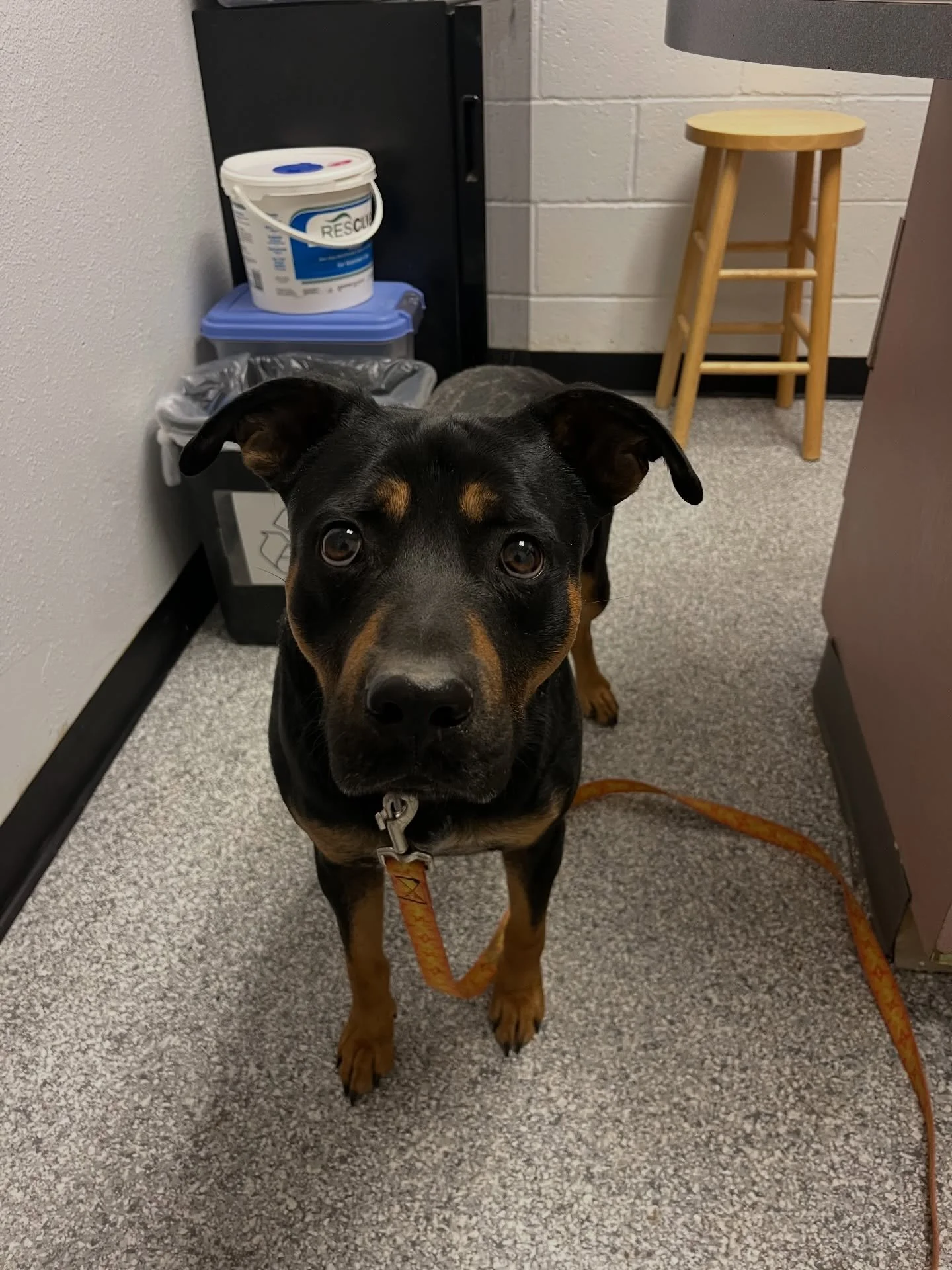 Do you know me intact male very friendly found on tune drive near Hondo