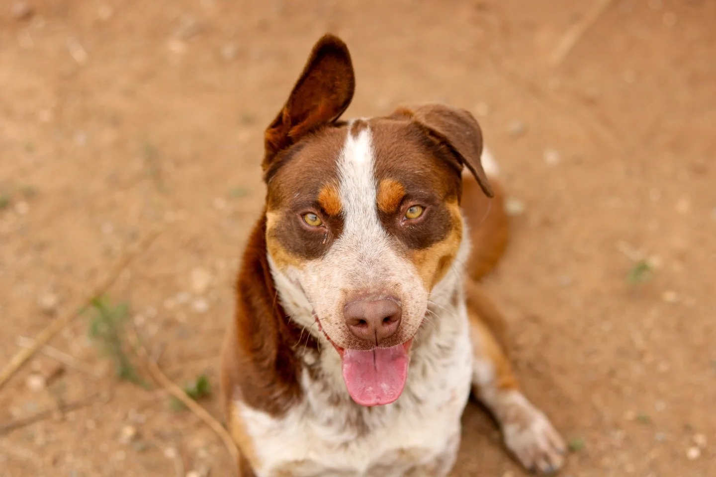 They call him Red&hellip; but out on the range, he goes by Sheriff Red 🤠

Now, truth is&hellip; Red didn&rsquo;t come from an easy past. Before he landed here, life wasn&rsquo;t kind to him. He was neglected, treated rough, and left without the kind