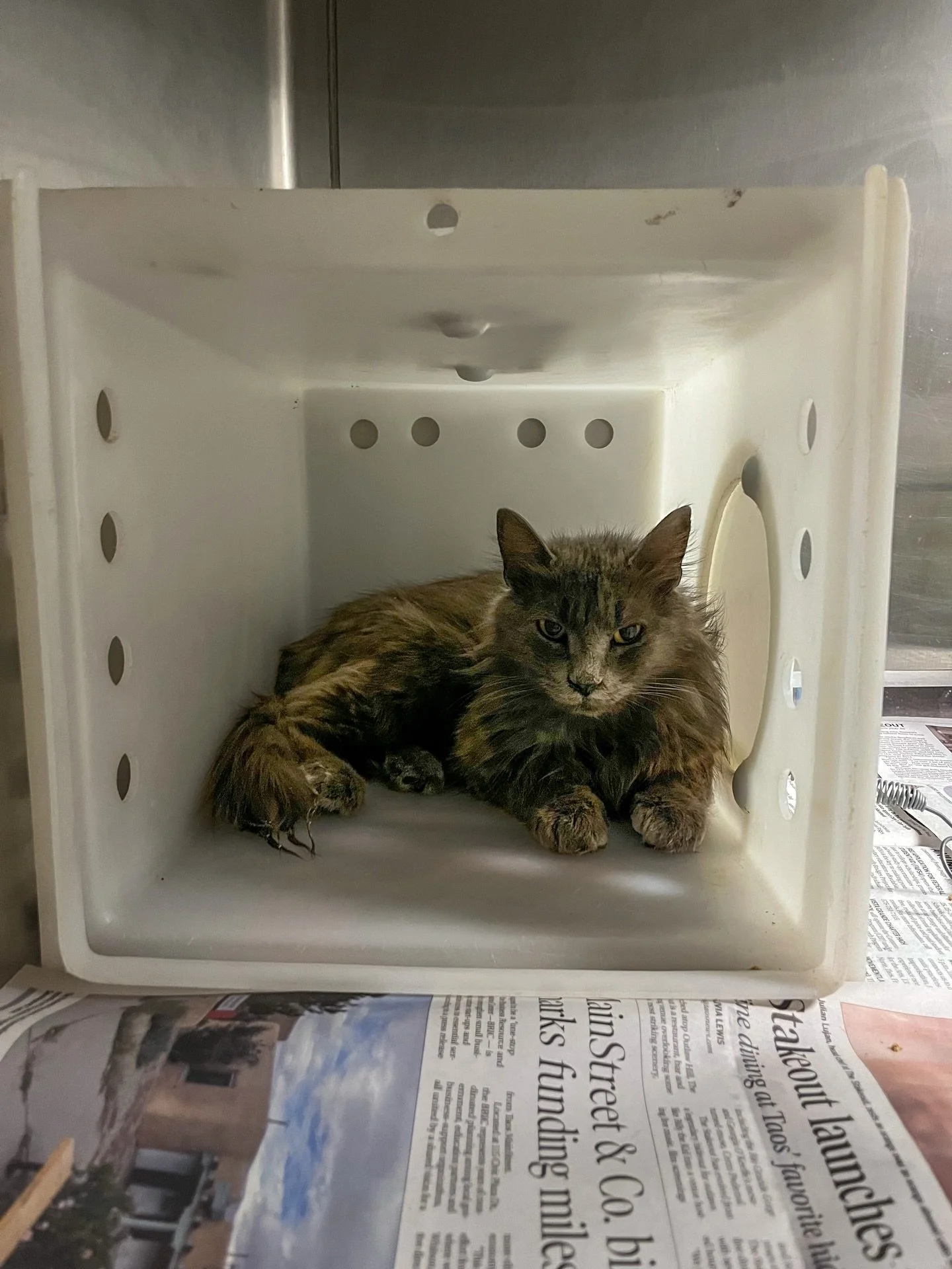 Meet our barn cats &mdash; the employees who never call in sick, work for snacks, and specialize in rodent management. These independent mousers are looking for safe barns, shops, stables, or rural properties to call home.

Not every cat wants to be 