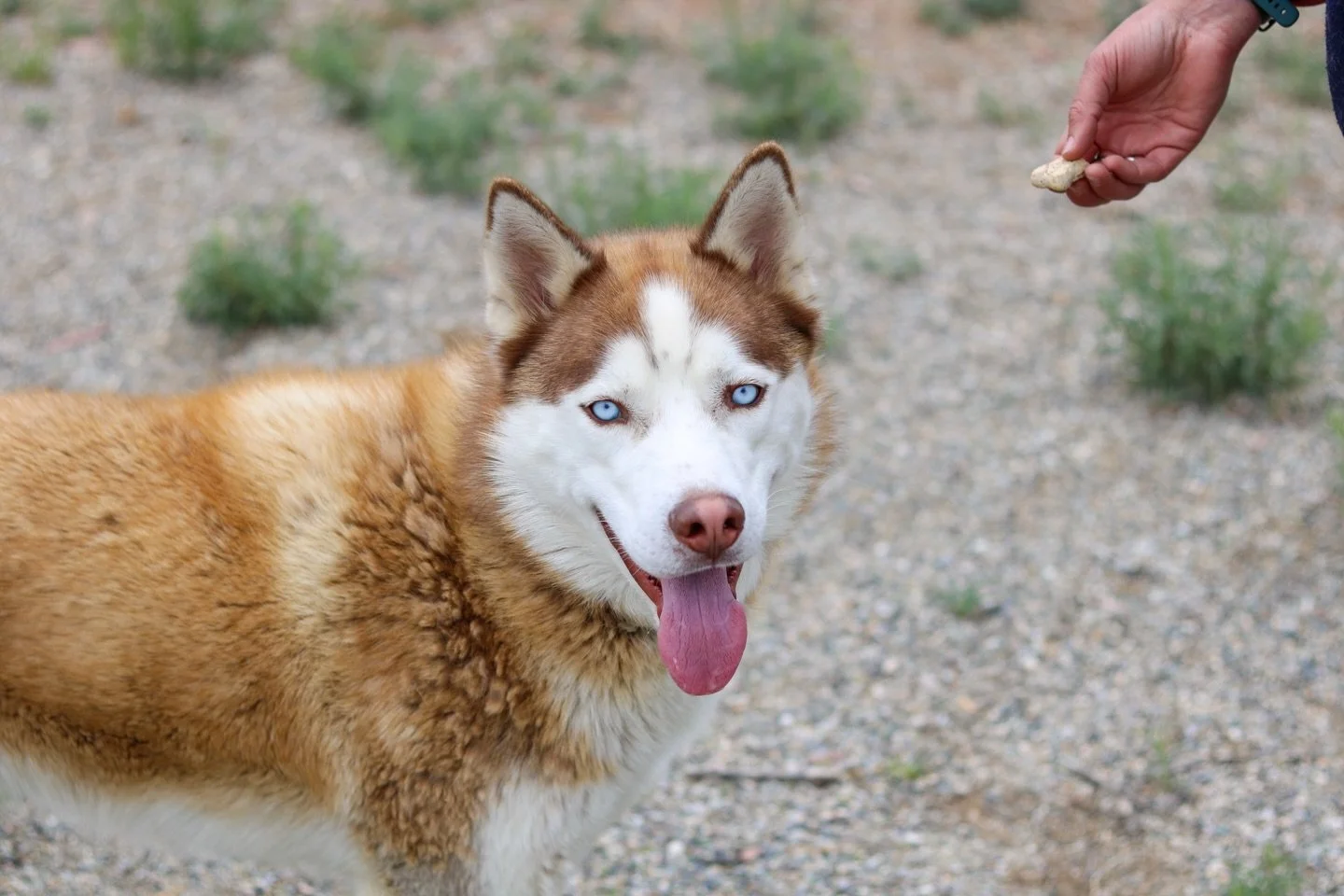 Meet Atlas&mdash;the only man you will ever need. Strong, loyal, and 87% made of pure &ldquo;good boy.&rdquo;

Atlas wakes up every morning with a strict routine: stretch, yawn dramatically, and make sure you&rsquo;re still in bed where he left you. 