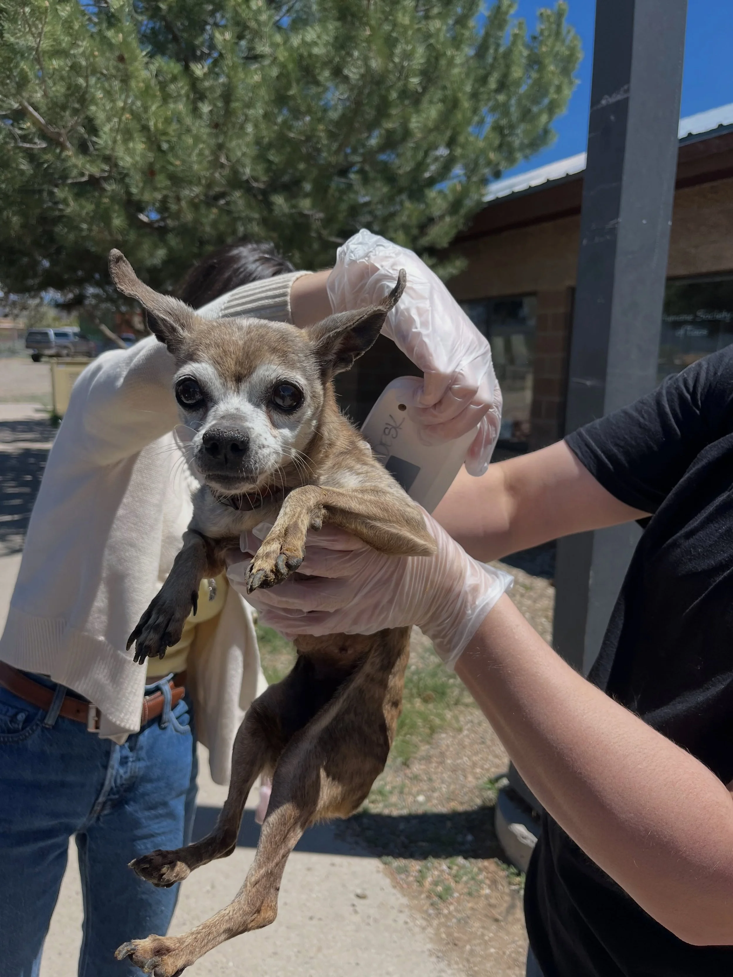 Do You Know Me?

This sweet little Chihuahua was found at the corner of Dillon and Kit Carson. She is currently safe and we are hoping to reunite her with her family. No chip 

* Female
* Found wandering near Dillon &amp; Kit Carson

If this is your 