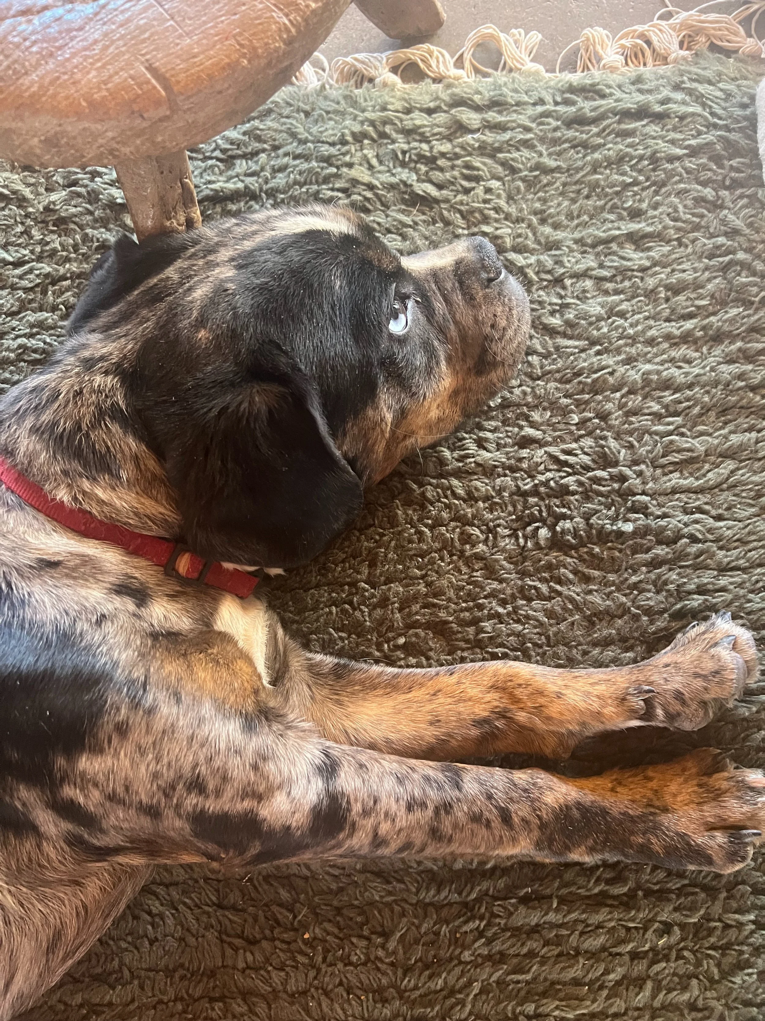 Male puppy found in hondo wearing a collar no tags still intact