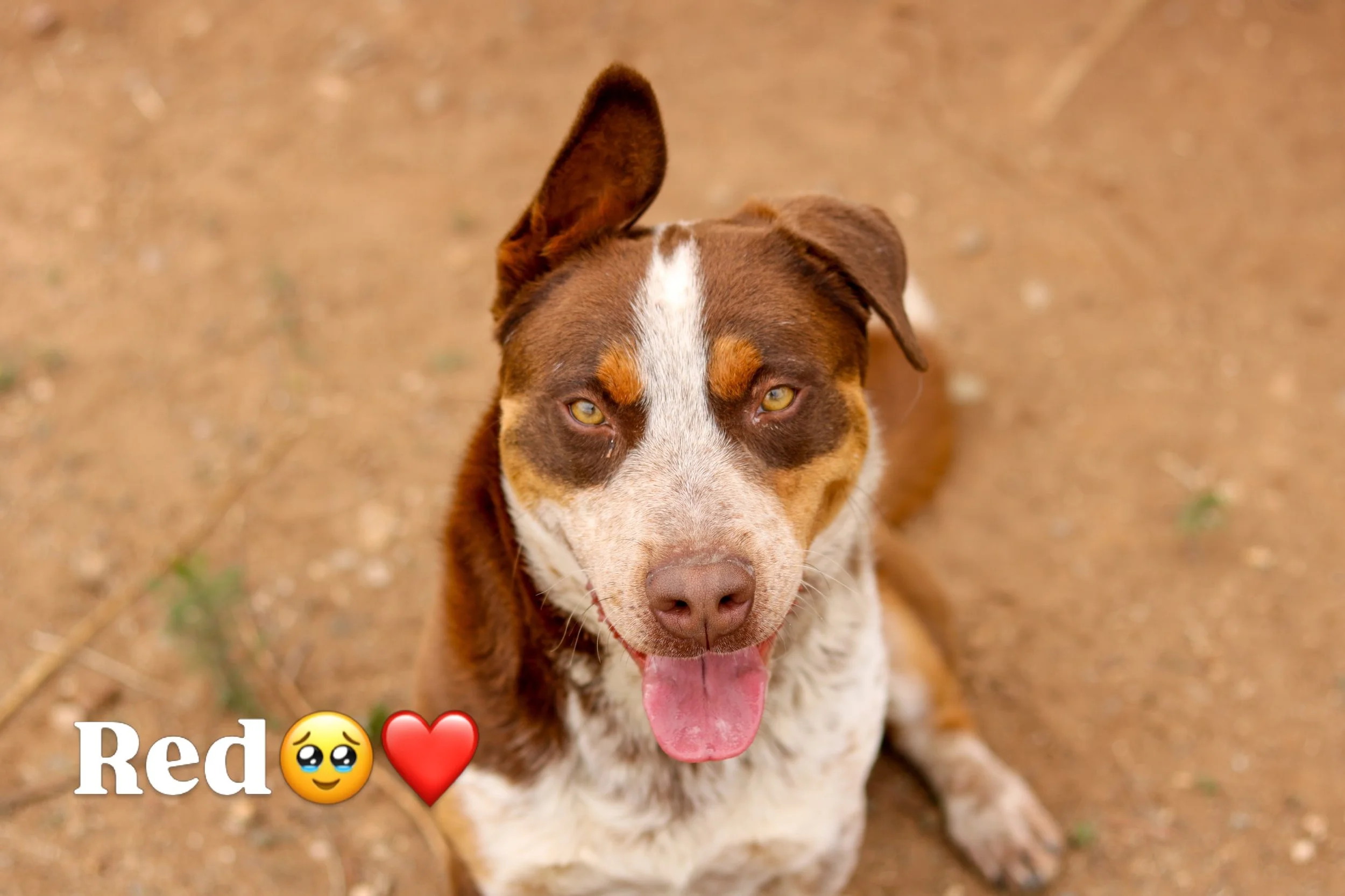 Adoption event May 15&ndash;16 @angelfire_bikepark for the grand opening of bike park season! Come shred some laps and meet your new forever adventure buddy along the way. 🚵🐾

Need a trail dog? We got &rsquo;em.
Need a travel buddy for every mounta