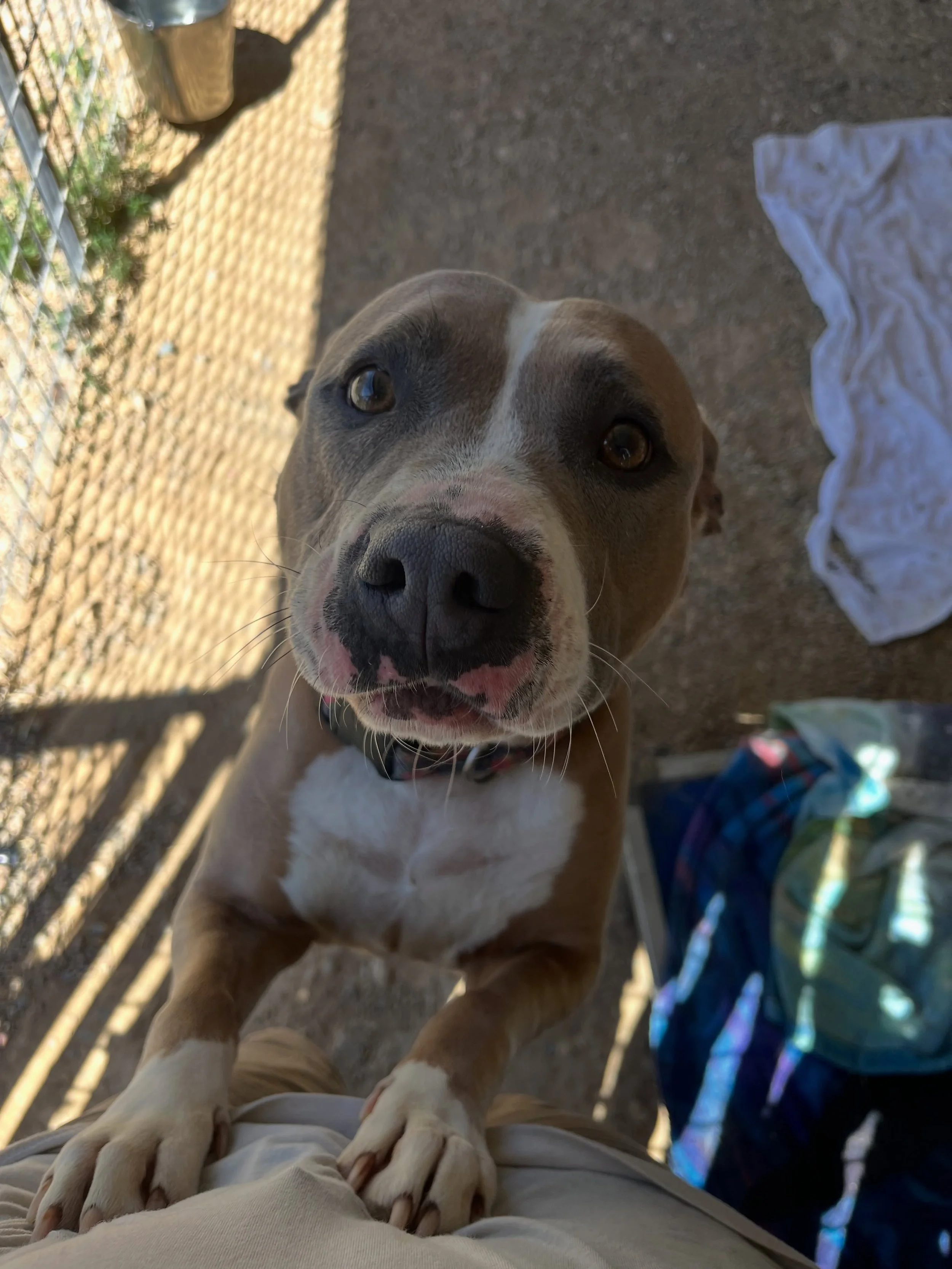 Meet Peach 🍑 this sweet girl loves pets and all the love she can get! Peach believes every human was put on earth for one reason&hellip; to adore her. She has a tail that never stops wagging, a heart twice her size, and enough cuddles to heal even t