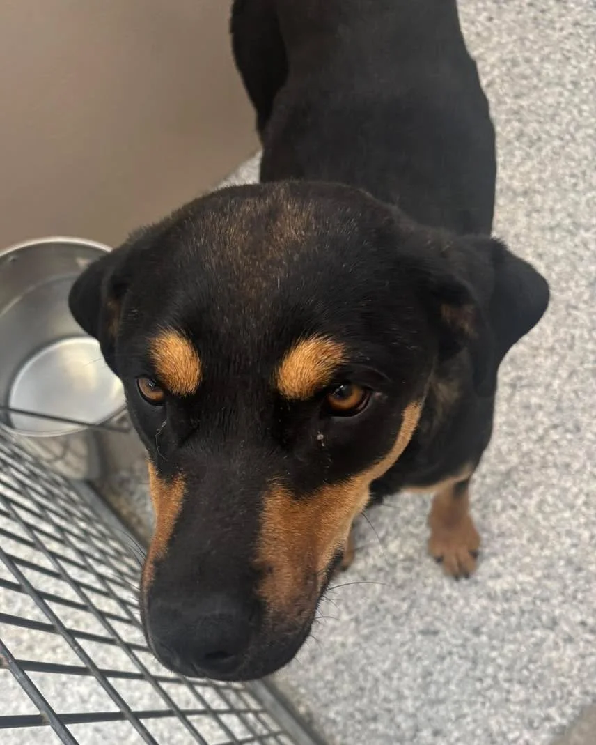 DO YOU KNOW ME? ❤️&zwj;🩹

1 year old female Rottweiler mix, intact, found on Cruz Alta this morning (5/13) by the old BLM building. No collar or tag. This dog IS microchipped but the number is no longer in service. Please help us find her owner! 575