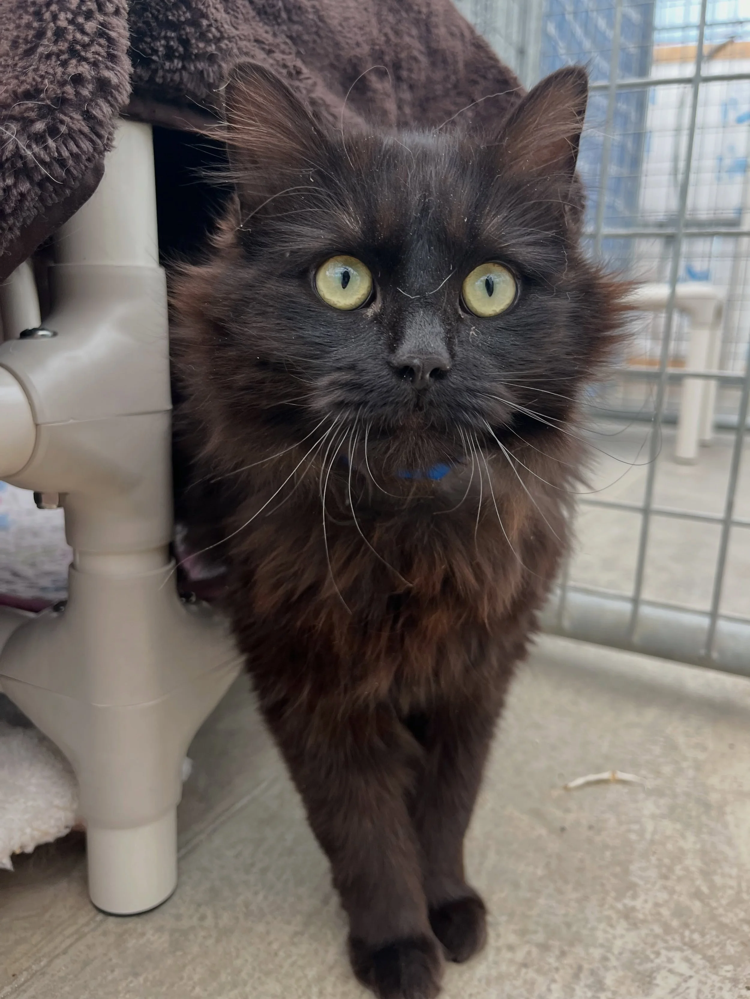 Meet Benji 🖤 this handsome little house panther came to us with a broken jaw, but you&rsquo;d never know it now. Benji has fully embraced the good life and spends his days enjoying churros, treats, naps, and soaking up attention like the tiny king h