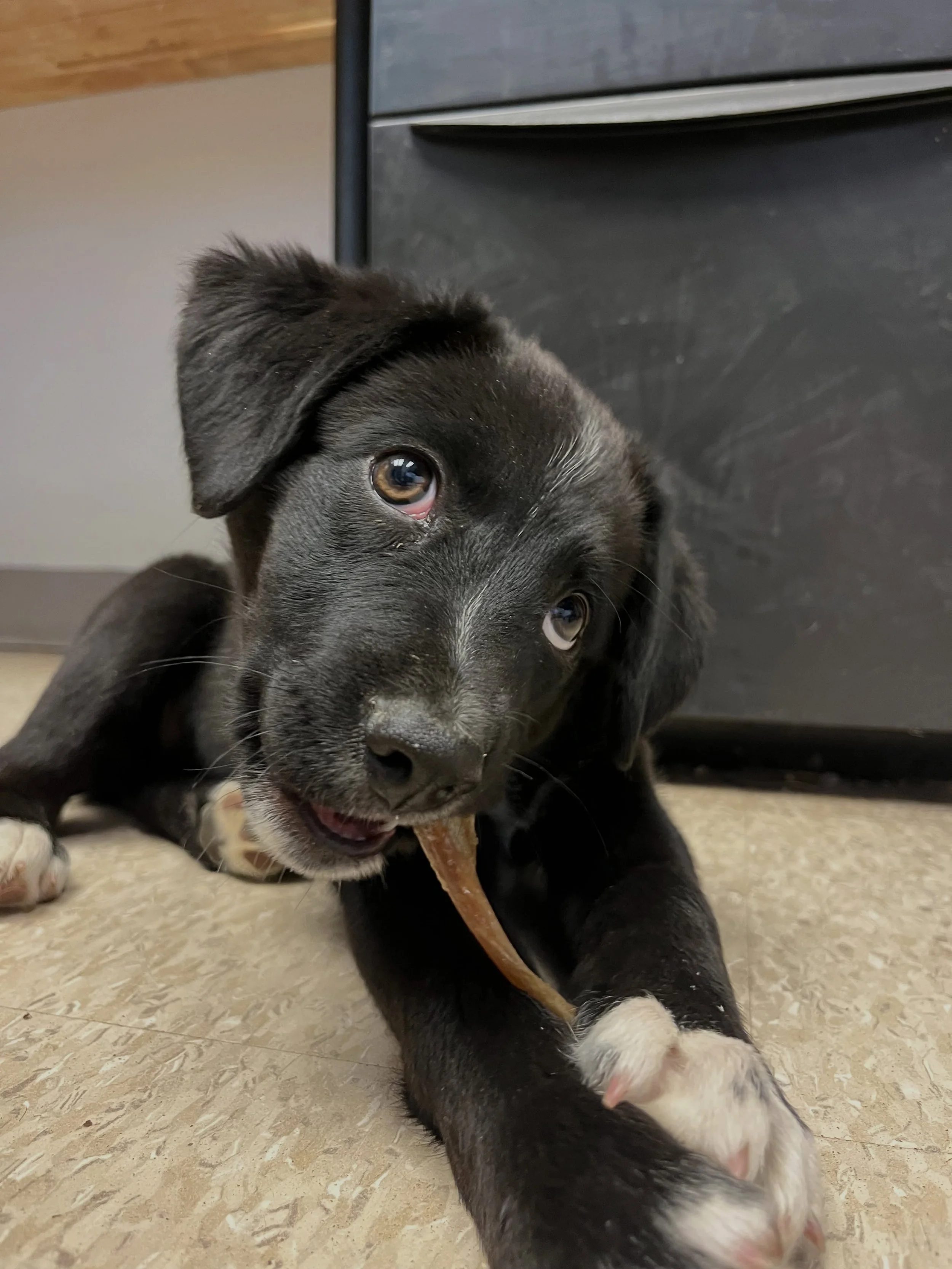 Meet Emmy, the sweet Border Collie/Aussie mix ready to turn every hike, camping trip, and coffee run into an adventure! Whether she&rsquo;s hitting the trails, chasing sunsets, or riding shotgun with the windows down, Emmy is always ready for her nex