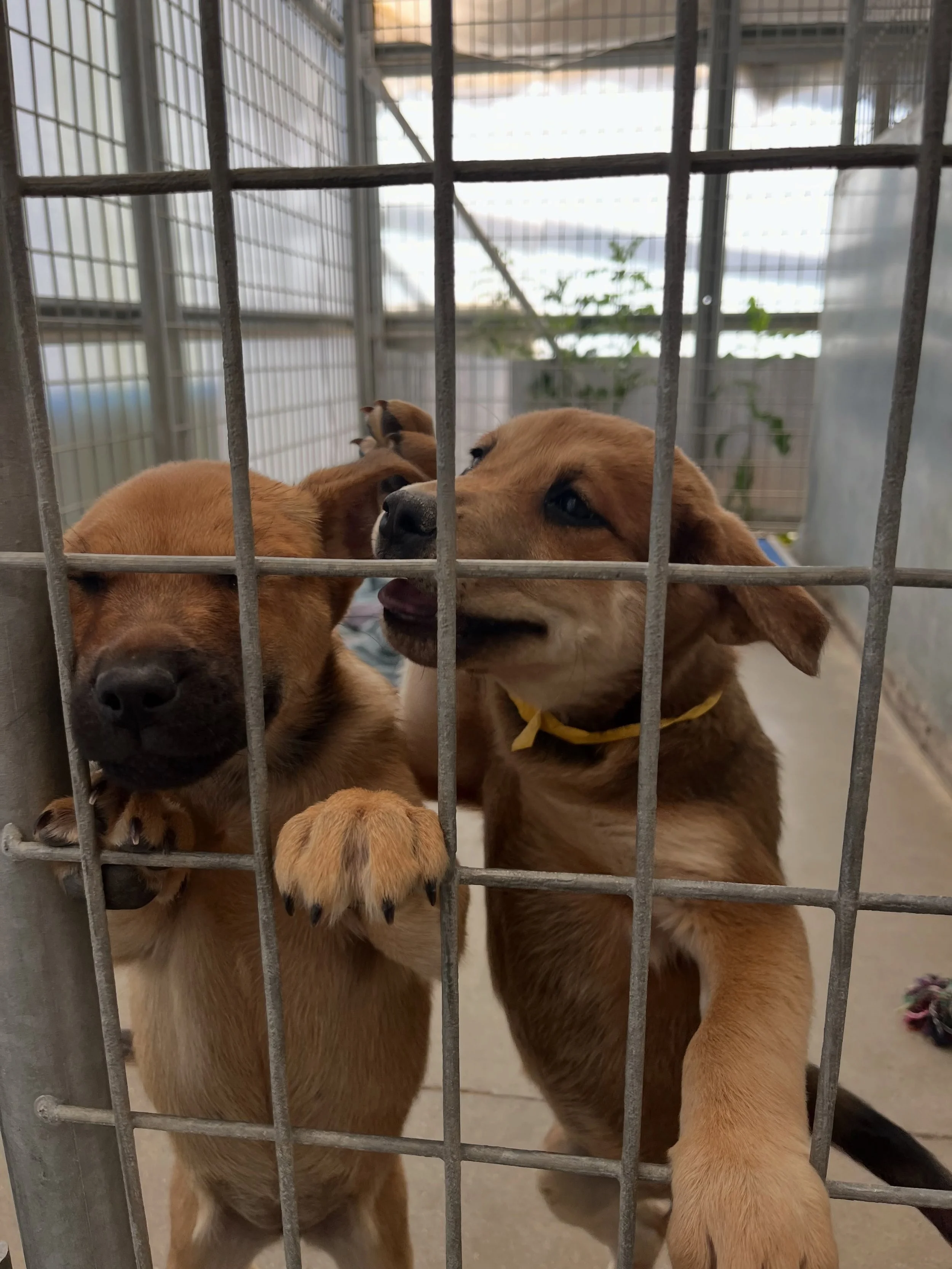Why foster for us? Because YOU can save a life ❤️🐾

We provide everything you need &mdash; comfy beds, food, treats, supplies, vet care, and support. There is ZERO financial responsibility placed on our fosters! All you have to do is provide love, s