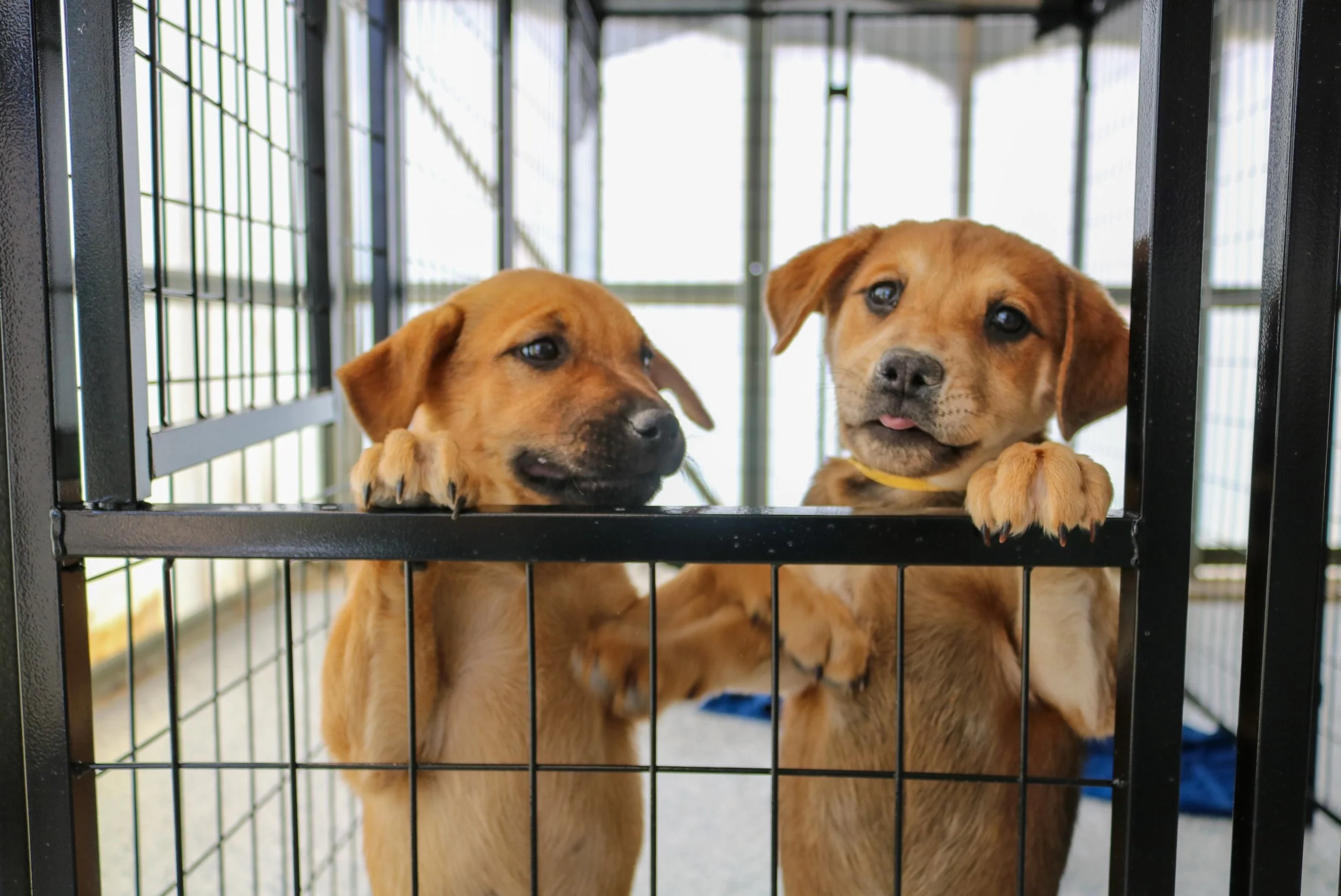 A huge thank you to the LOR Foundation for their incredibly generous donation of $9,800 toward our Puppy Palazzo!

Because of your support, we are able to create a safer, more comfortable, and enriching space for puppies in our care while they wait f