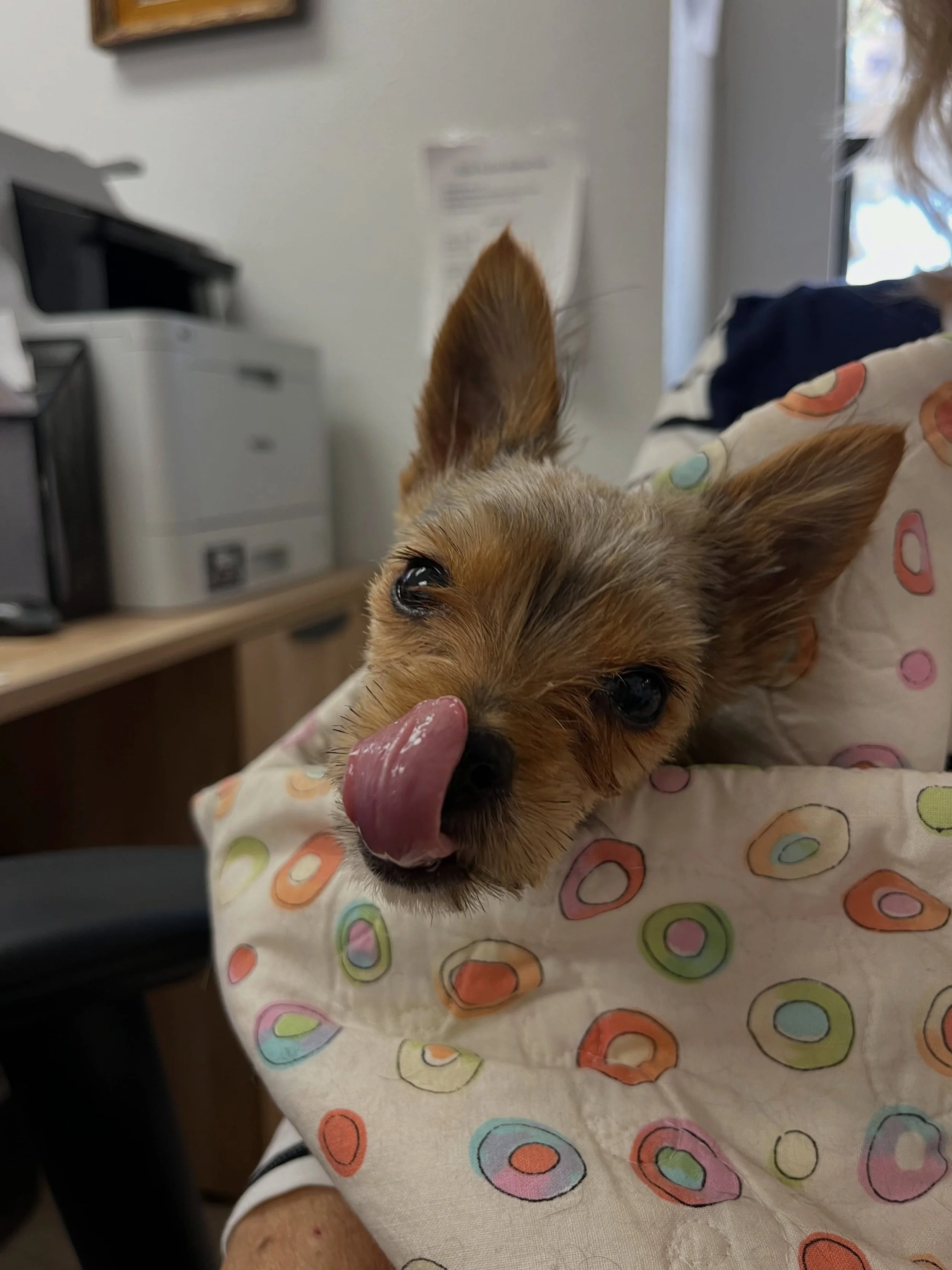 Do you know me? no chip or tags  intake female found three weeks ago by community member by the hospital, they were unable to find the owner. If this is your dog please come with proof vet records, or multiple pictures/videos.
