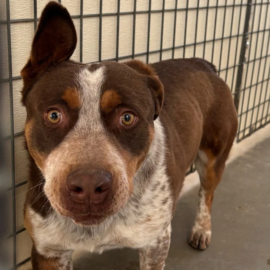 Meet Red ❤️

From his very first picture with us to now, this sweet boy has made incredible progress over the last three months in the shelter. Red has been so brave through it all, learning how to trust, love, and finally let his personality shine.
