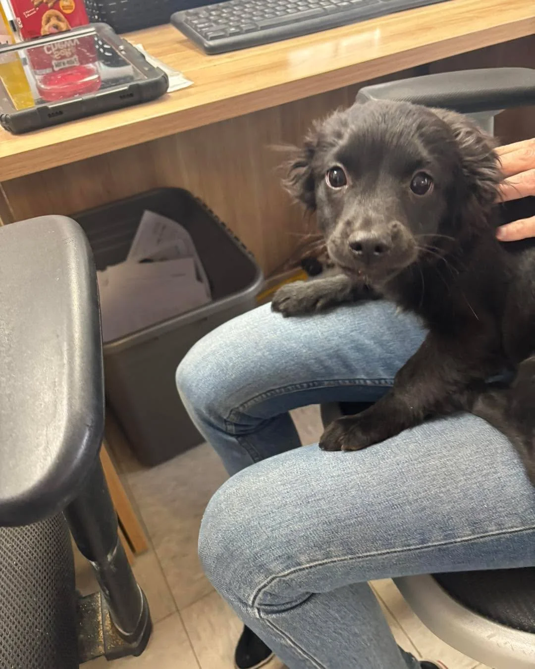 DO YOU KNOW ME? ❤️&zwj;🩹🐾

Very adorable 8 week old male puppy, intact, found by Orlando&rsquo;s Restaurant on Wednesday. Wearing a black and white braided fabric collar. If this is your pup, please call Stray Hearts 575-758-2981