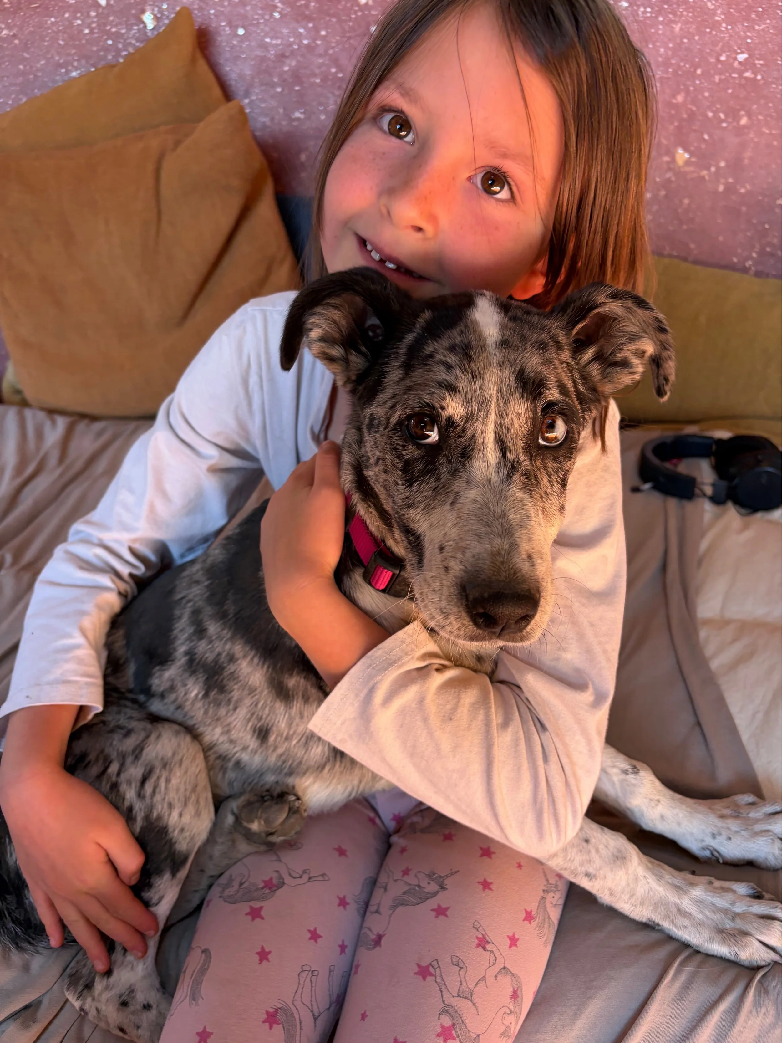 Stray Hearts Animal Shelter alumni update 💛

Ella Bella, previously Juliet, came into our care so tiny that she had to be bottle fed. Now, she&rsquo;s thriving with her wonderful new family and living a life full of adventure, love, and new experien
