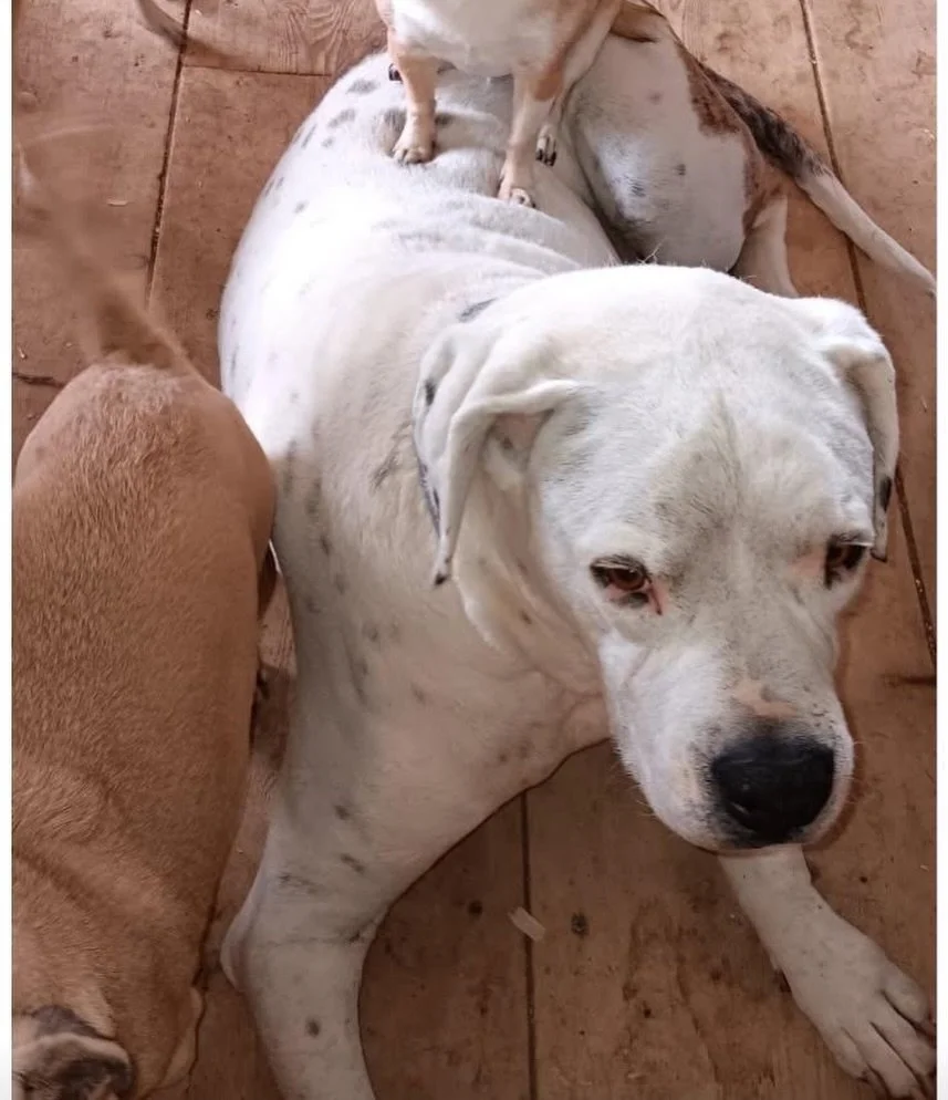 Lost dog In Cerro if found please reach out!! His name is chino