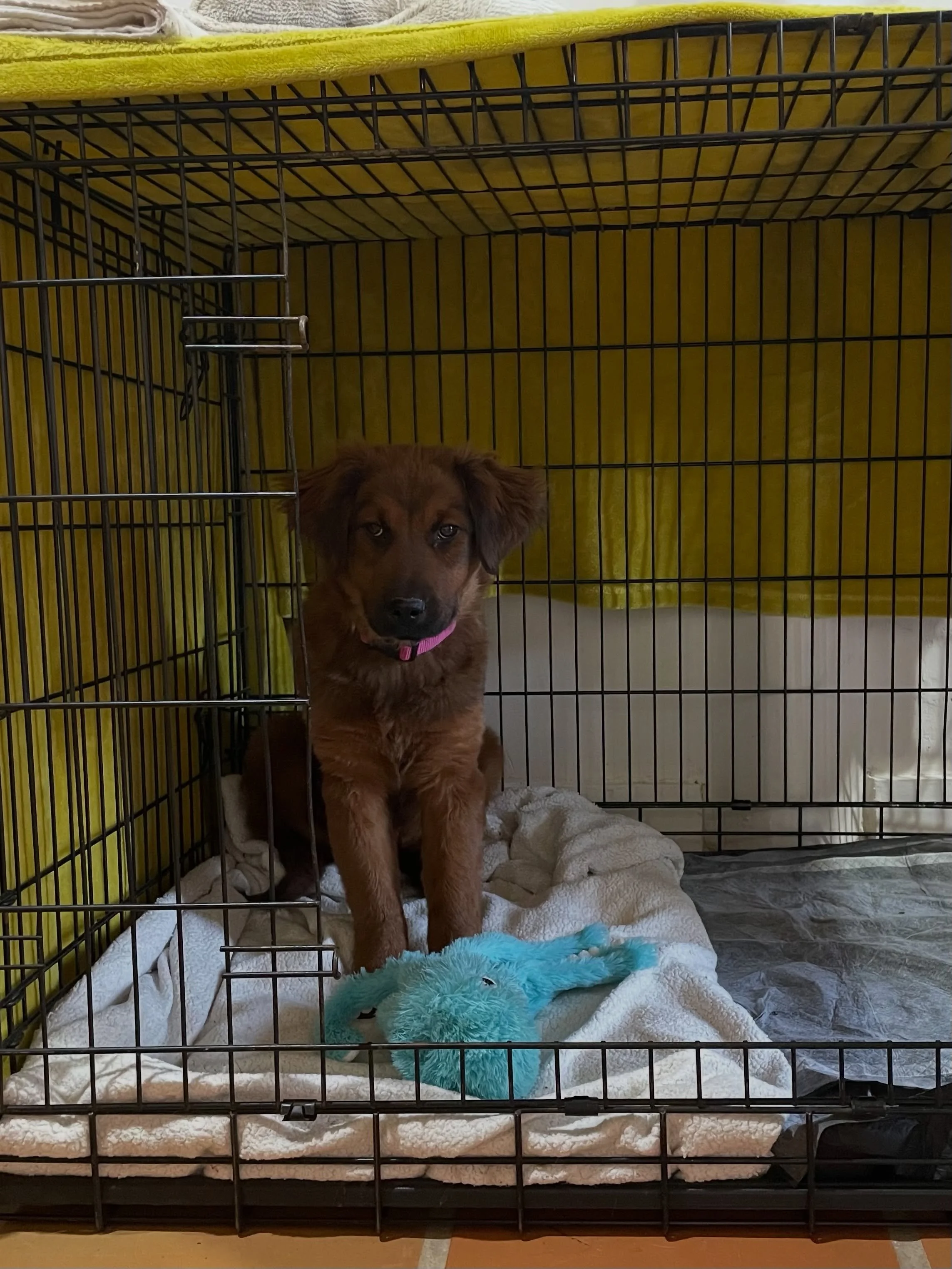When I adopted Farrah (formerly known as Coco) in February 2026, I had been searching for a second dog for months. After unexpectedly losing my senior dog, Bear, in 2025, I learned that my resident dog, Prudence, had become rather selective about who