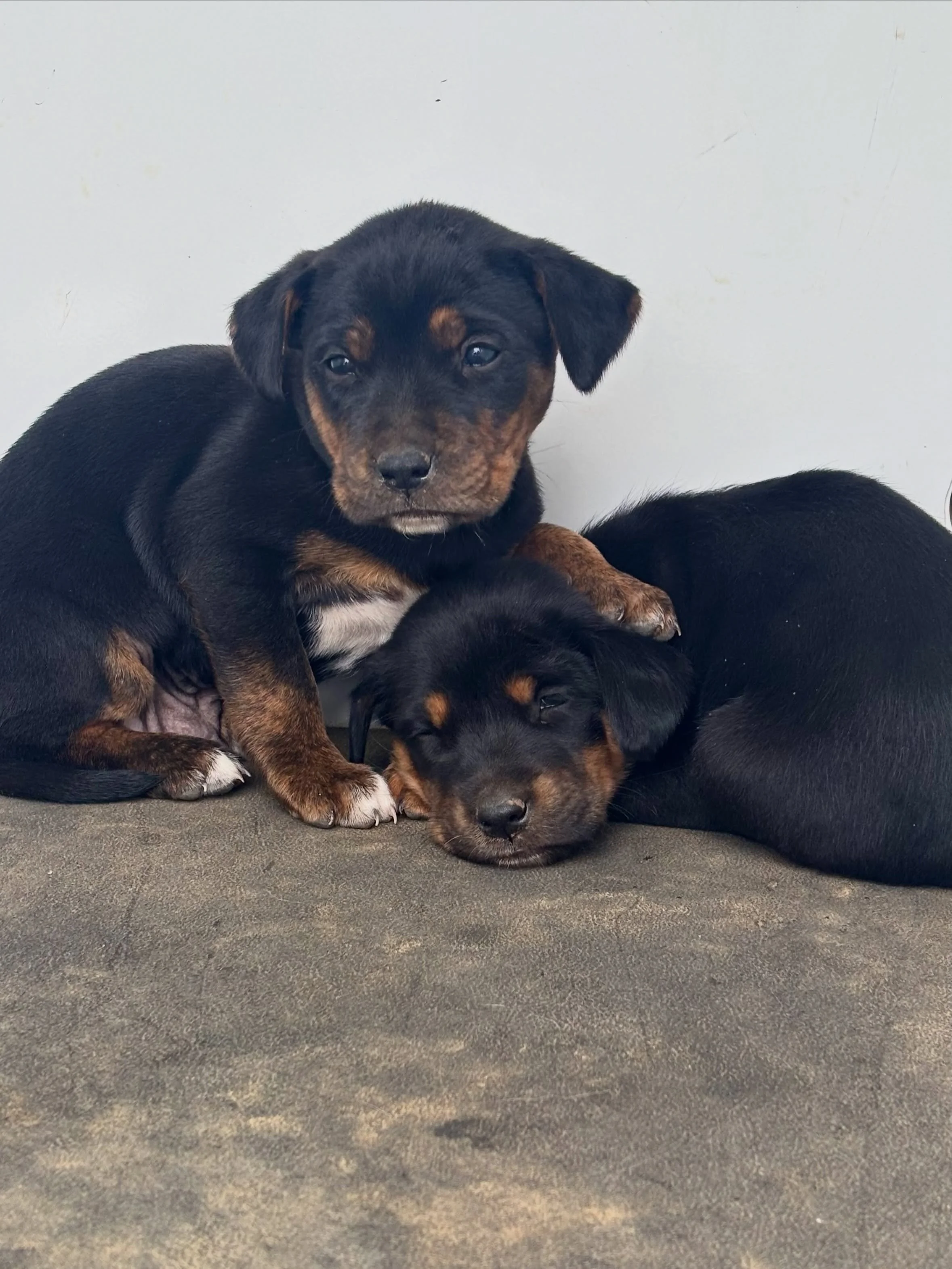 🚨 EMERGENCY FOSTERS NEEDED FOR TWO PUPPIES 🚨

These two sweet puppies urgently need foster homes. Whether you can take both together or just one, your help could make all the difference.

🐾 Safe, loving temporary home needed
🐾 Food and supplies w