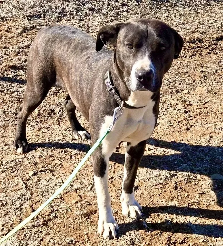 Bear, a sweet energetic dog available for adoption at Stray Hearts
