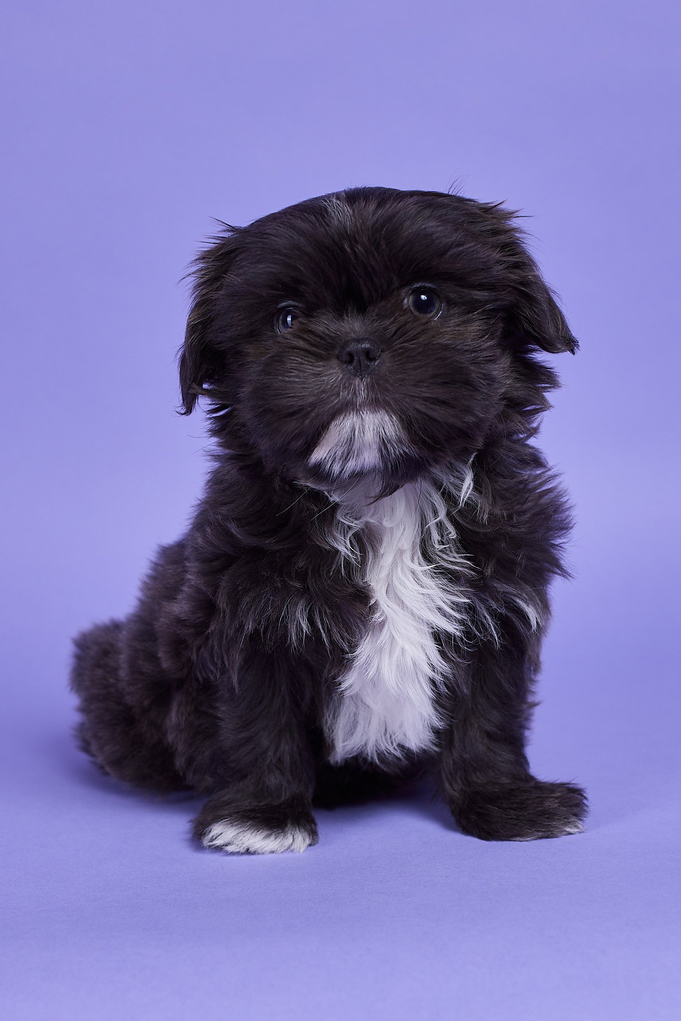 Lalie 10 weeks- 2048px WEB USE.jpg