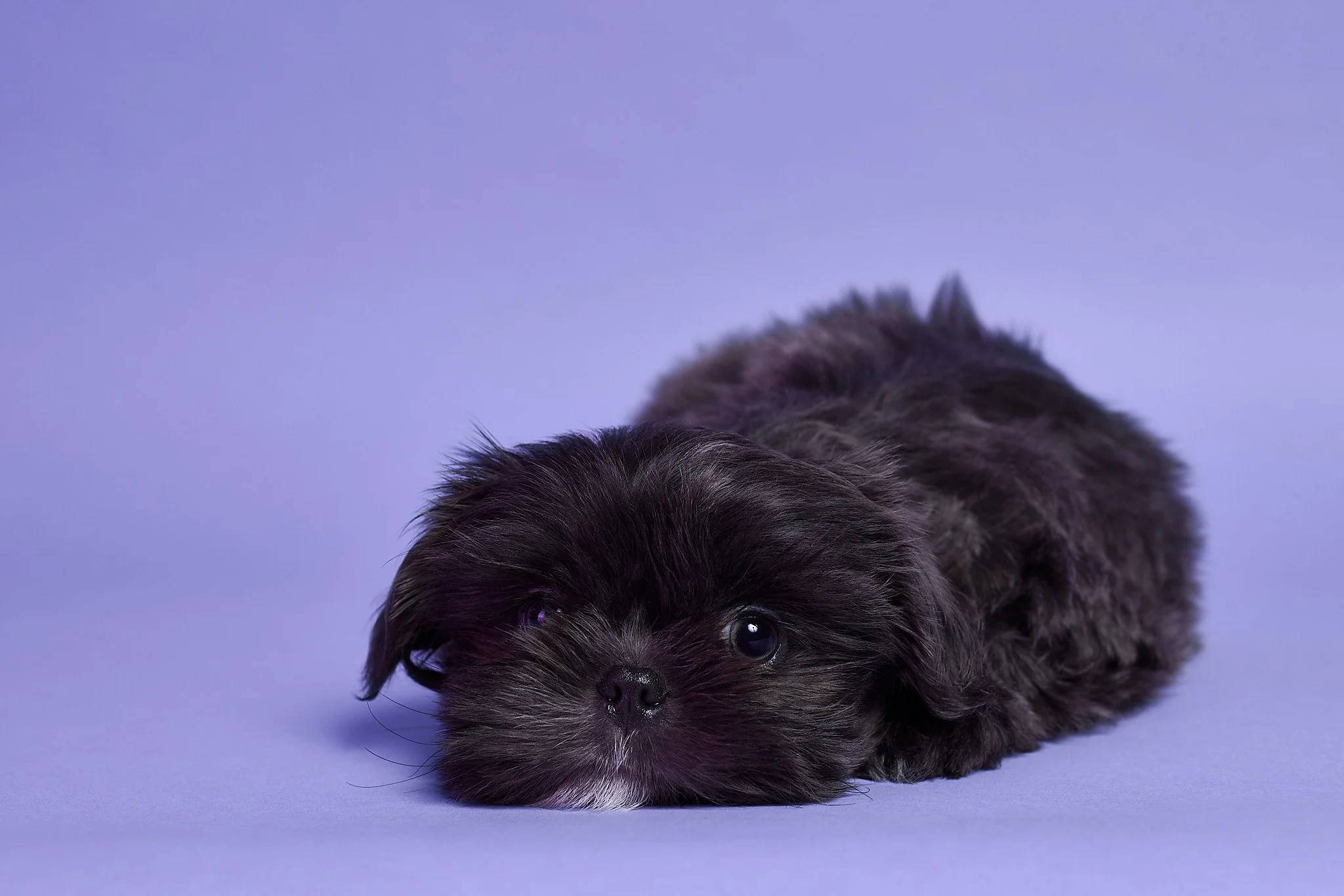 Lalie_20A3560 _2048px for web use.jpg