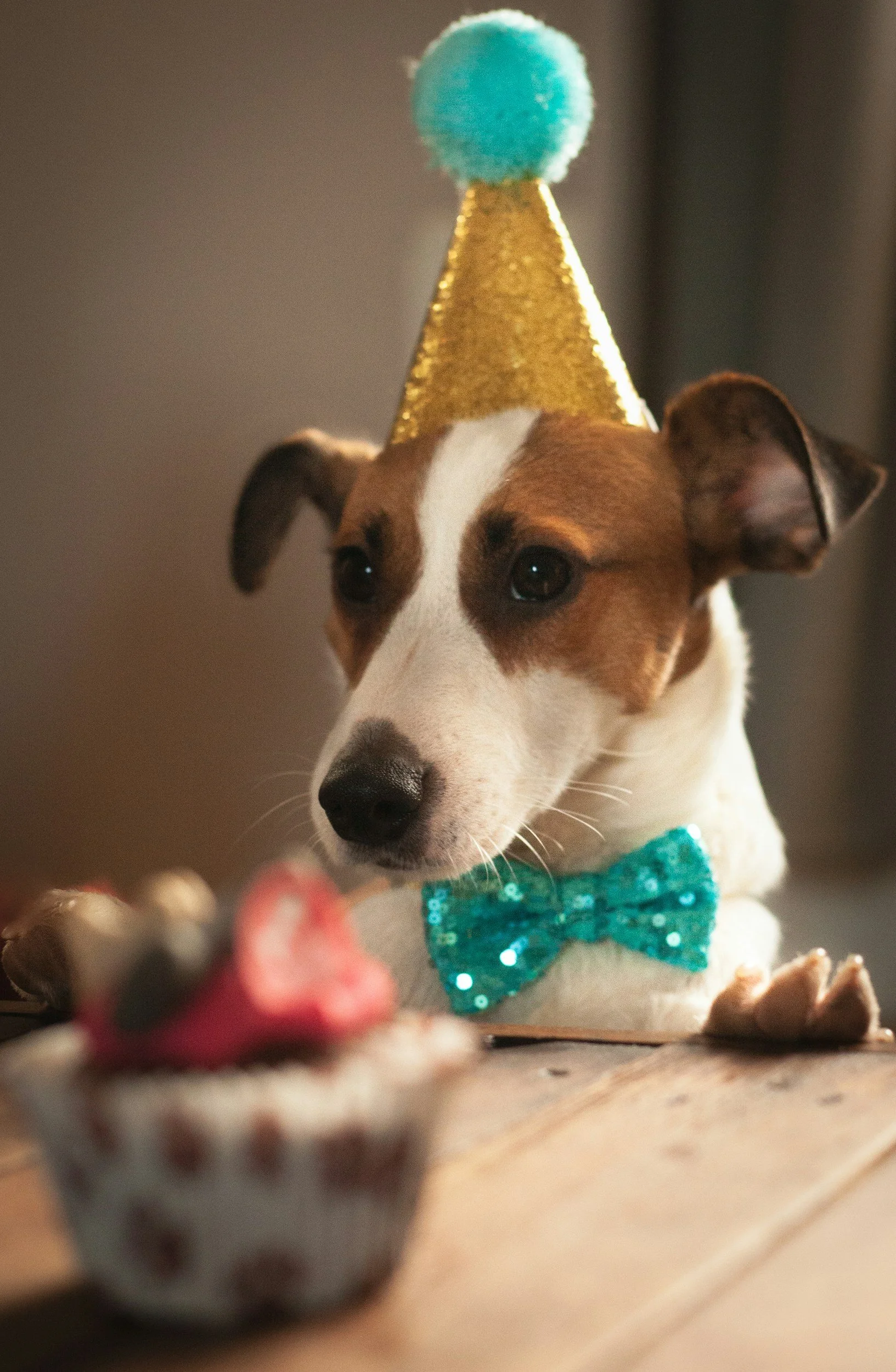 A dog wearing a blue sequin bow tie and a gold party hat with a blue pom-pom, sitting at a table with a cupcake decorated with strawberries and blueberries.