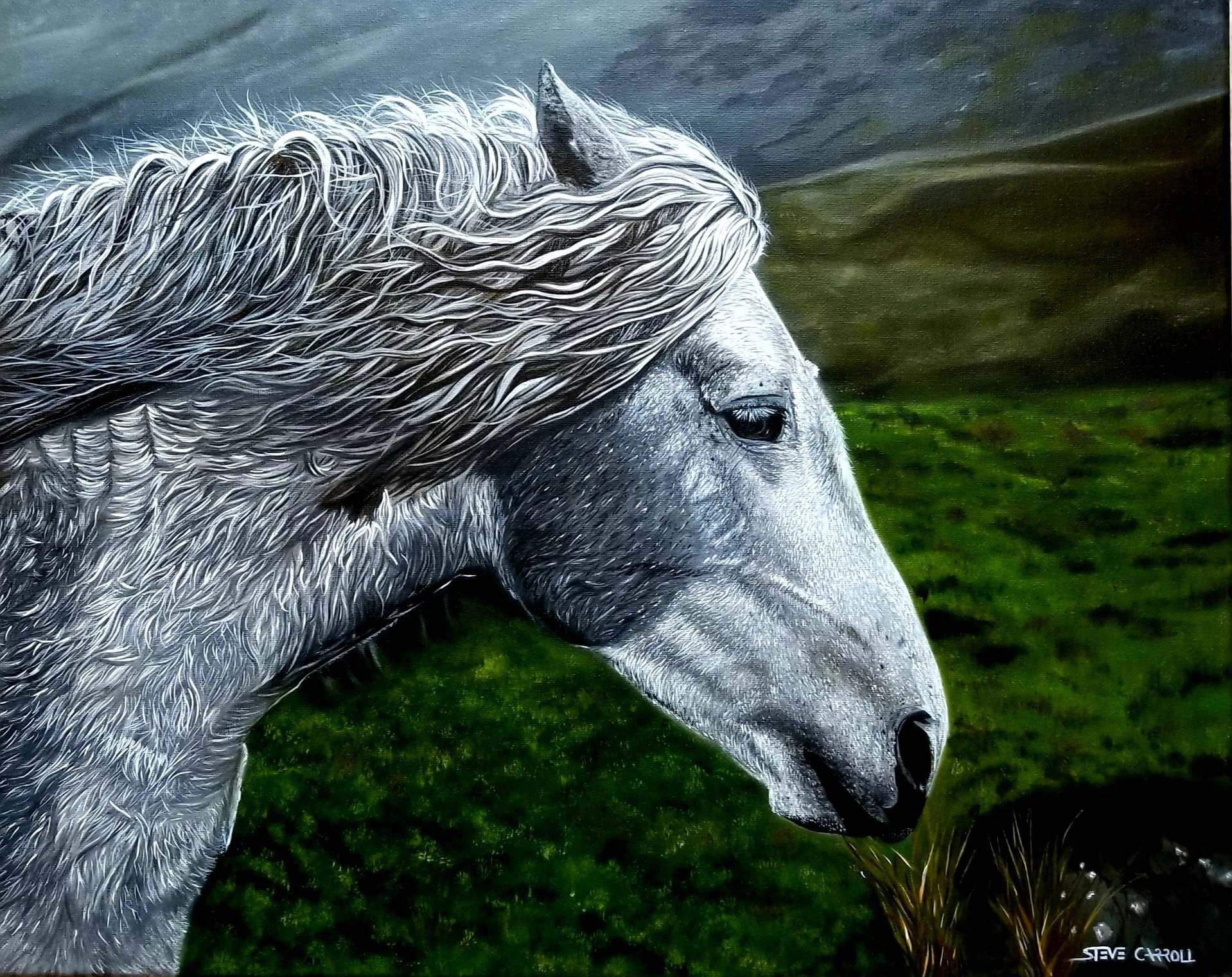 Artist Steve Carroll's oil painting of an Irish white horse with flowing mane grazing on green grass with mountains in the background.