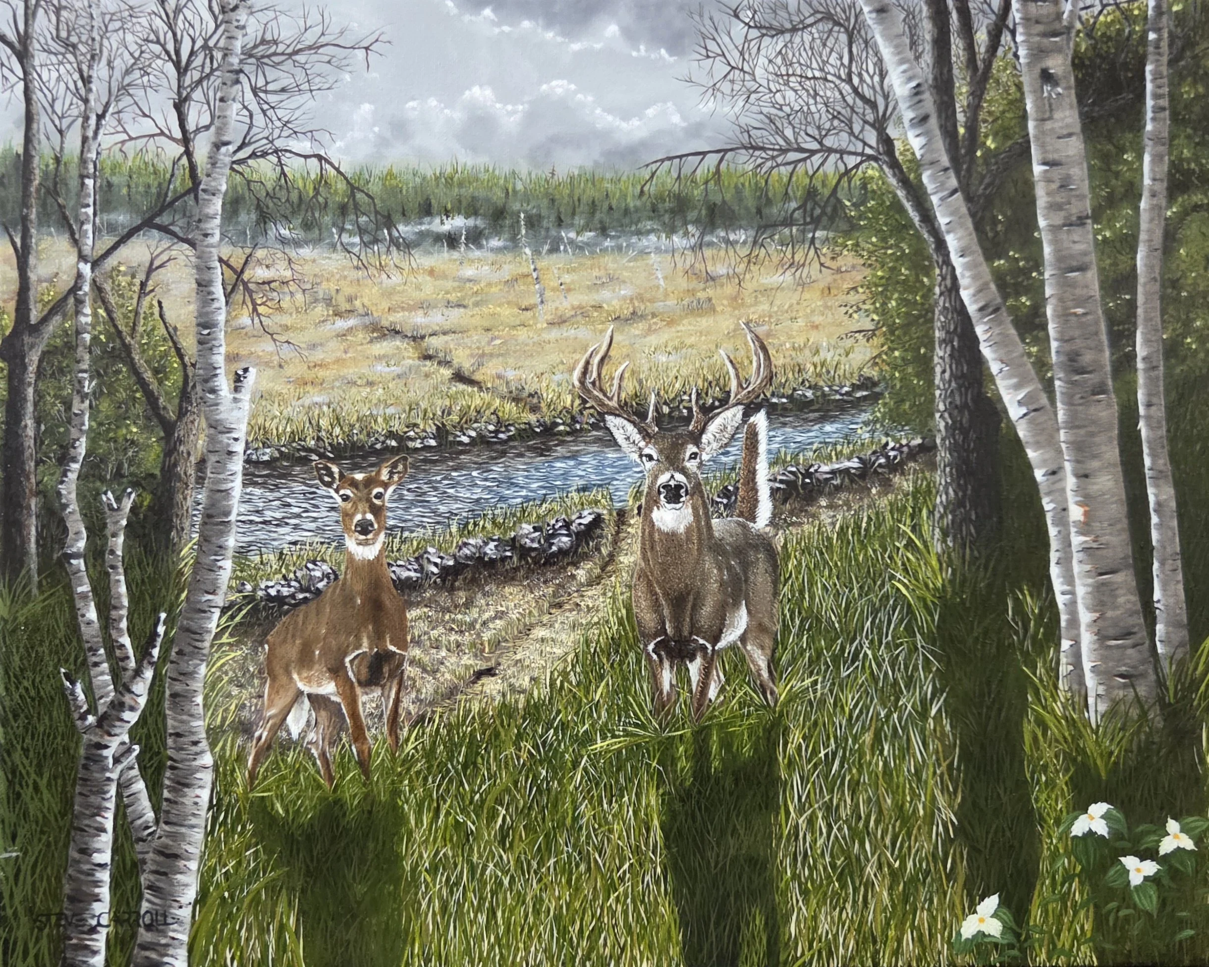 Will of The Whitetail, oil painting by Steve Carroll