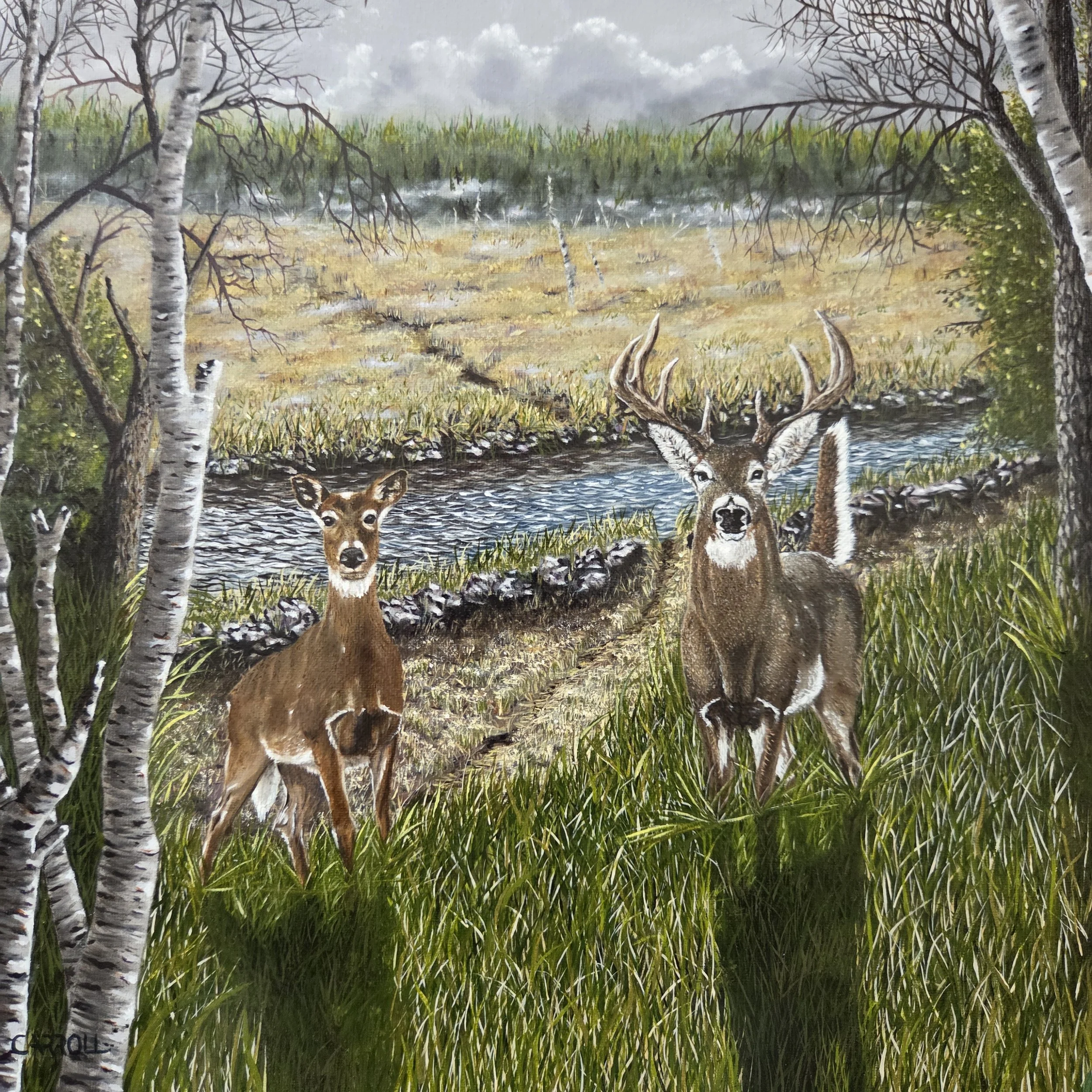 Will of The Whitetail, oil painting by Steve Carroll