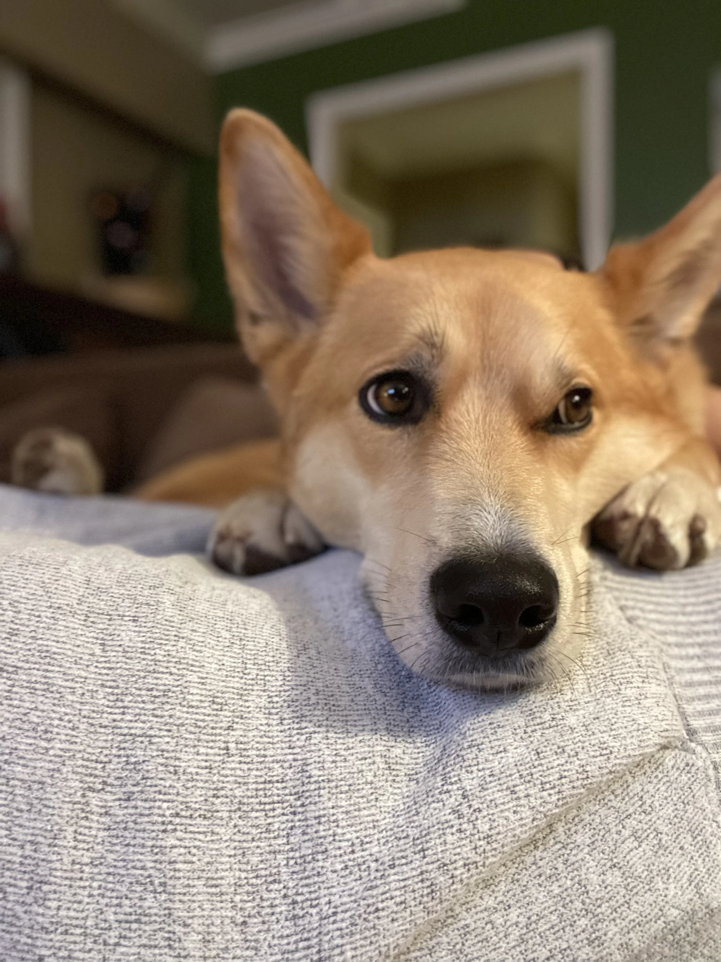 Close-up of a dog lying down on a cushioned surface, resting its head with one eye slightly closed, inside a cozy room.