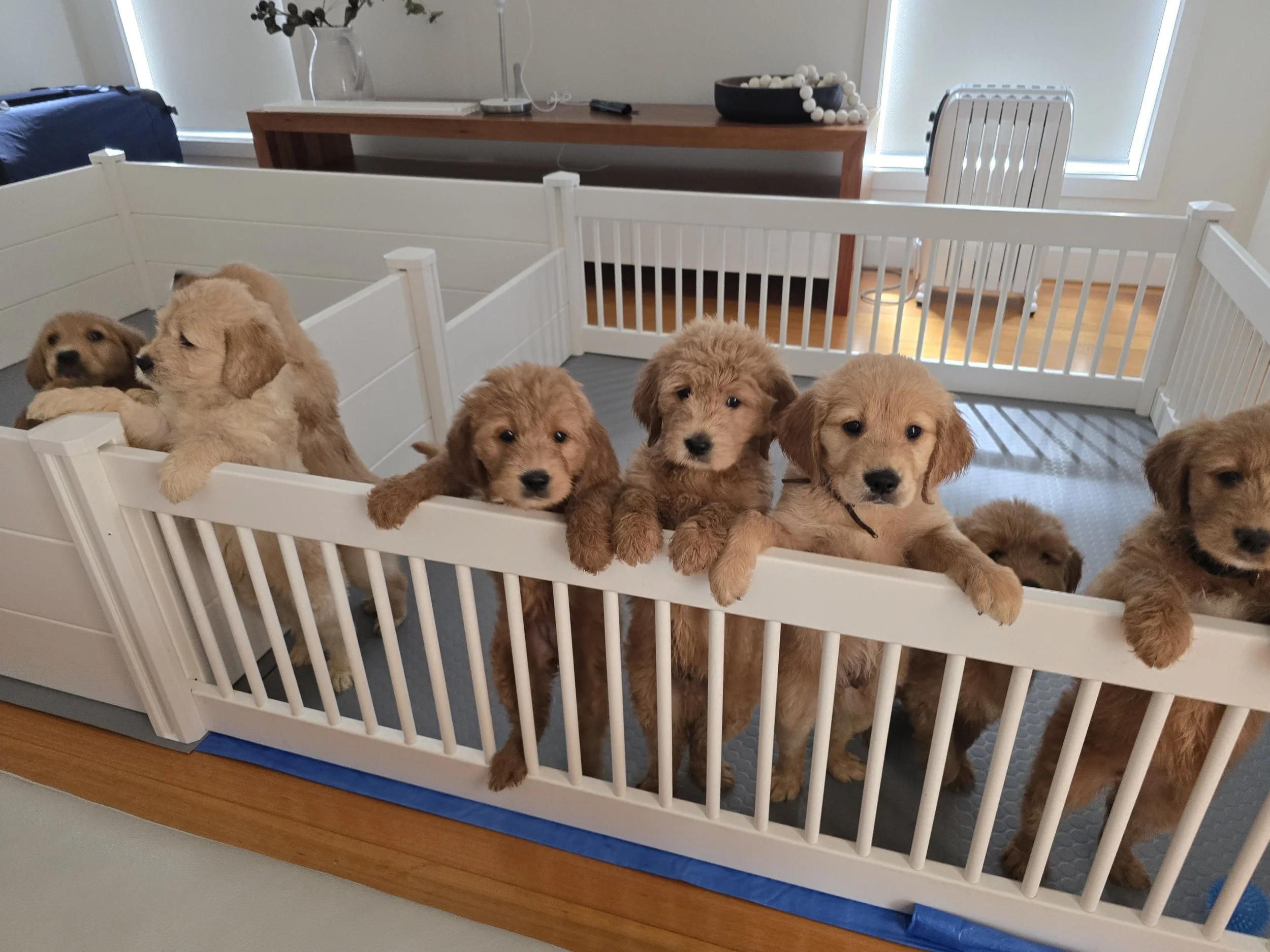 Our Gorgous Litter of 4 boys and 4 girls