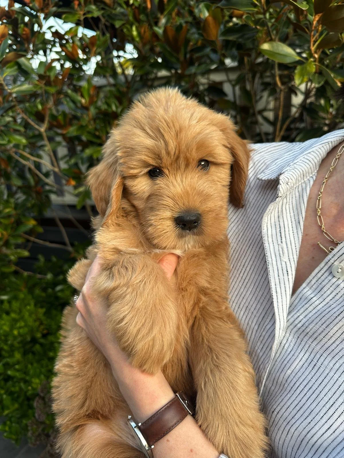 Murphy_8_week_old_groodle_puppy.jpeg