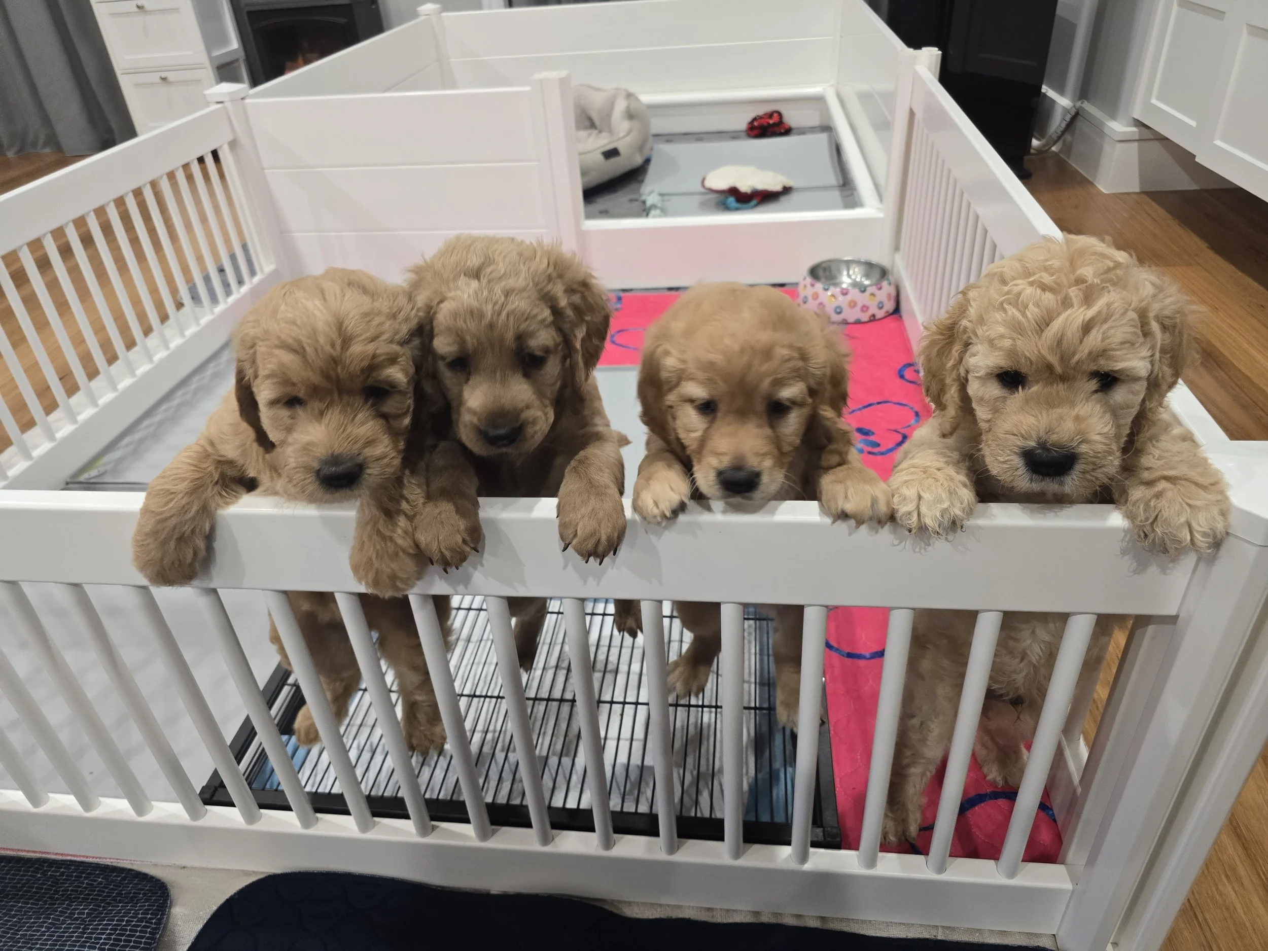 The Baby Archives: How We Raise Our Pups