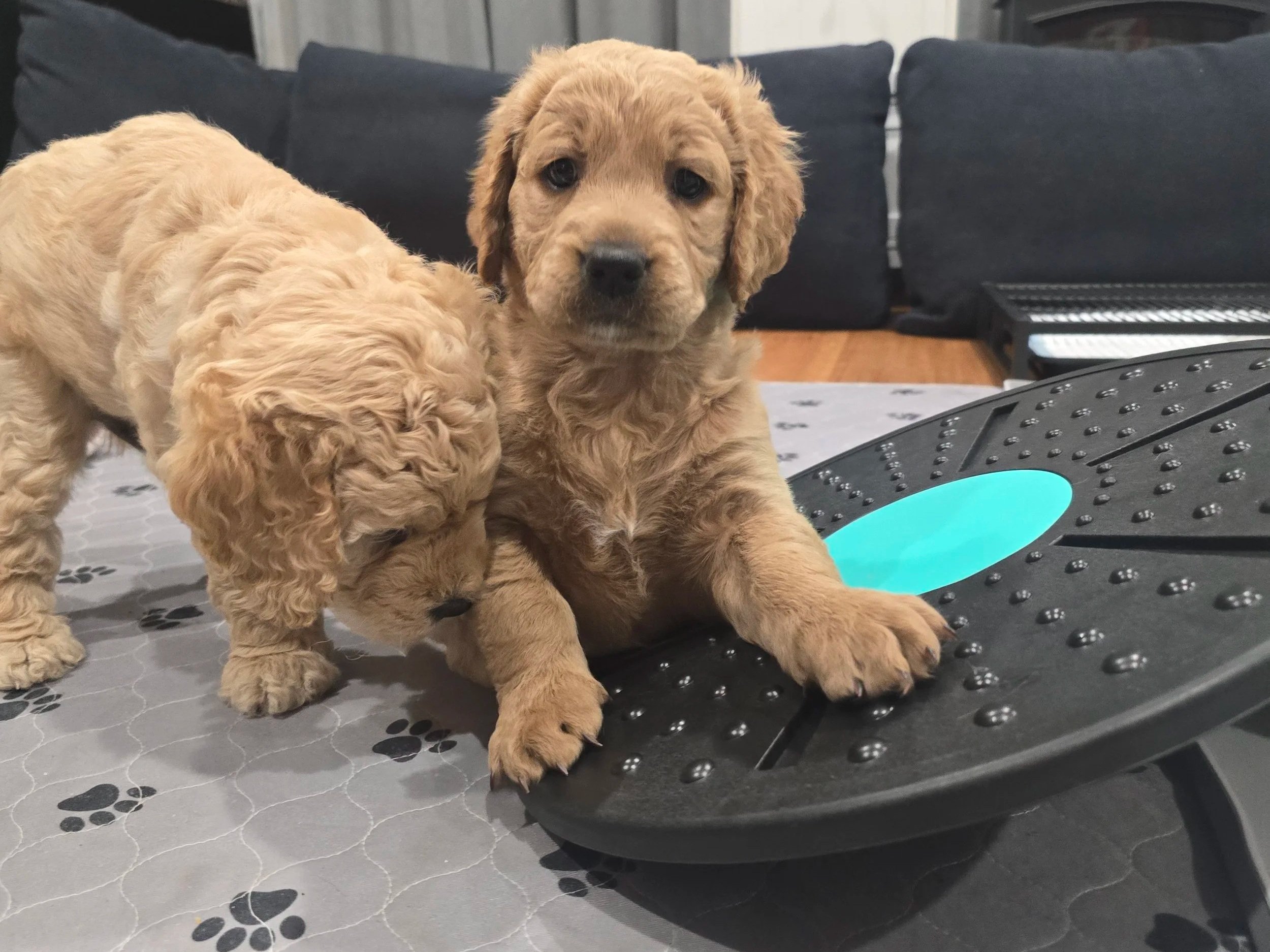 Groodle puppies from our previous litter engaging in socialization exercises on a wobble board to build confidence