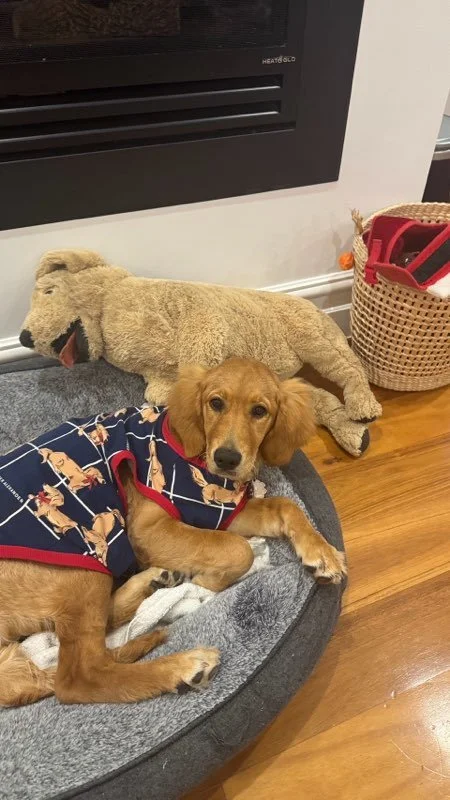 Golden Groodle puppy Maisy resting calmly in her dog bed wearing a cozy coat and cuddling a teddy bear