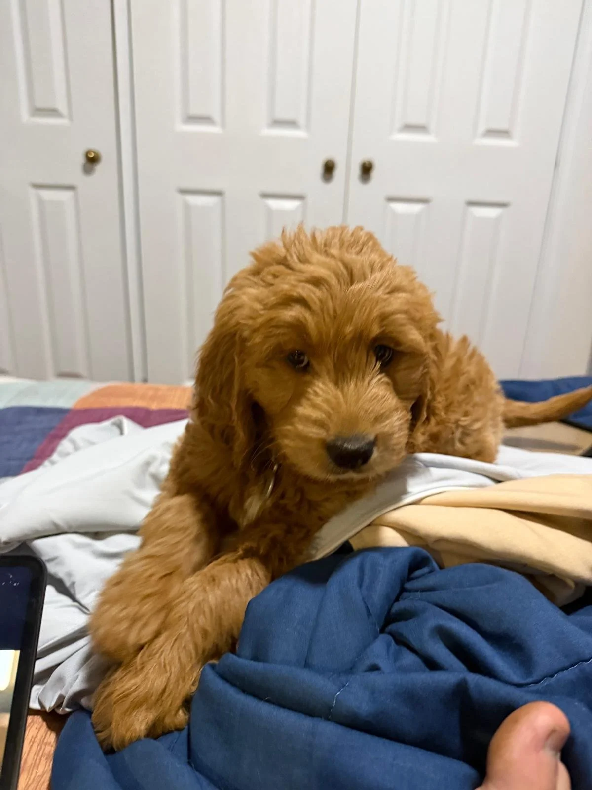 Rose_8_week_old_groodle_puppy.jpeg