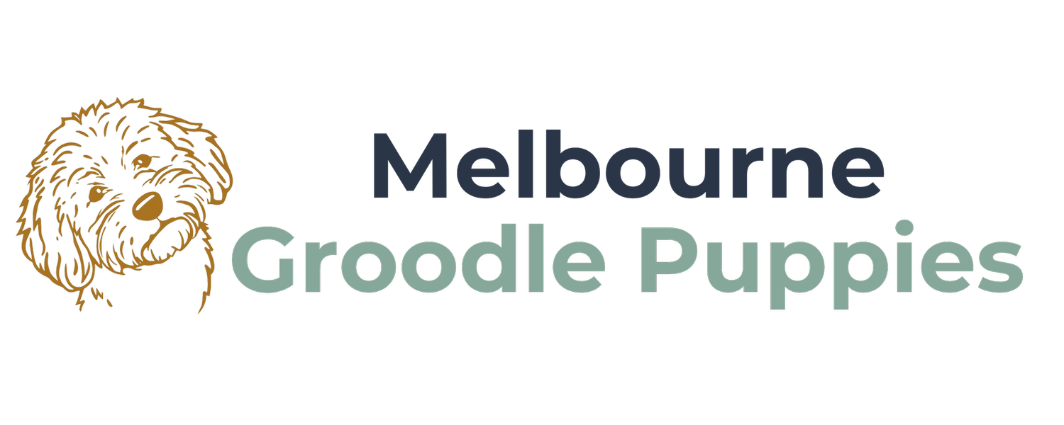 Groodle Puppies Melbourne