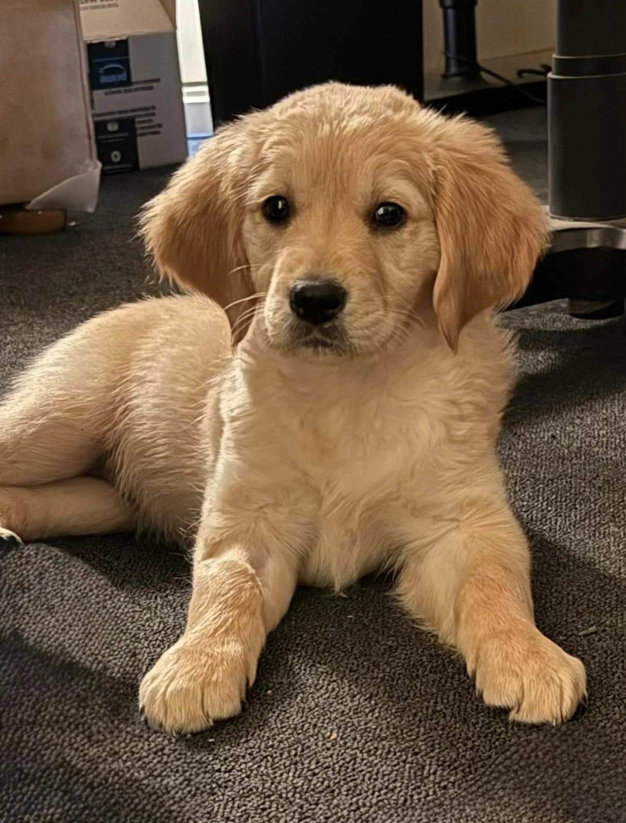 Sandy_8_week_old_groodle_puppy.jpeg